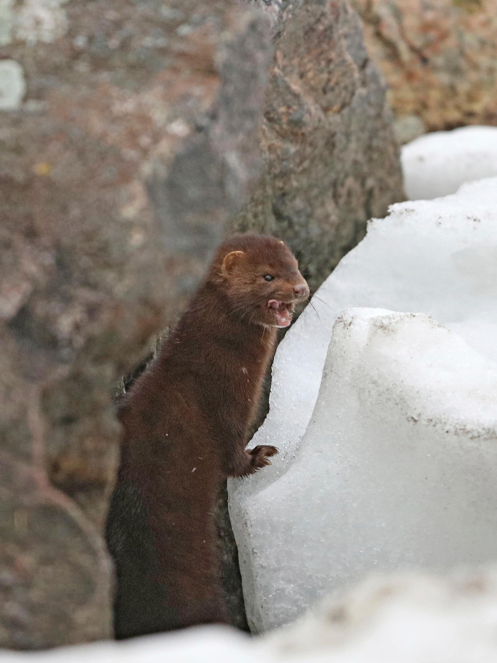 Haitallinen vieraslaji minkki on sopeutunut liiankin hyvin suomalaiseen luontoon – yksi luontainen vihollinen auttaisi kannan rajoittamisessa, mutta sille ei enää ole tilaa