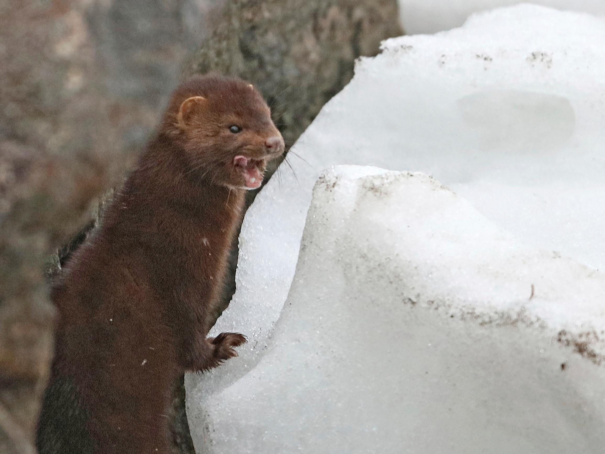 Haitallinen vieraslaji minkki on sopeutunut liiankin hyvin suomalaiseen luontoon – yksi luontainen vihollinen auttaisi kannan rajoittamisessa, mutta sille ei enää ole tilaa