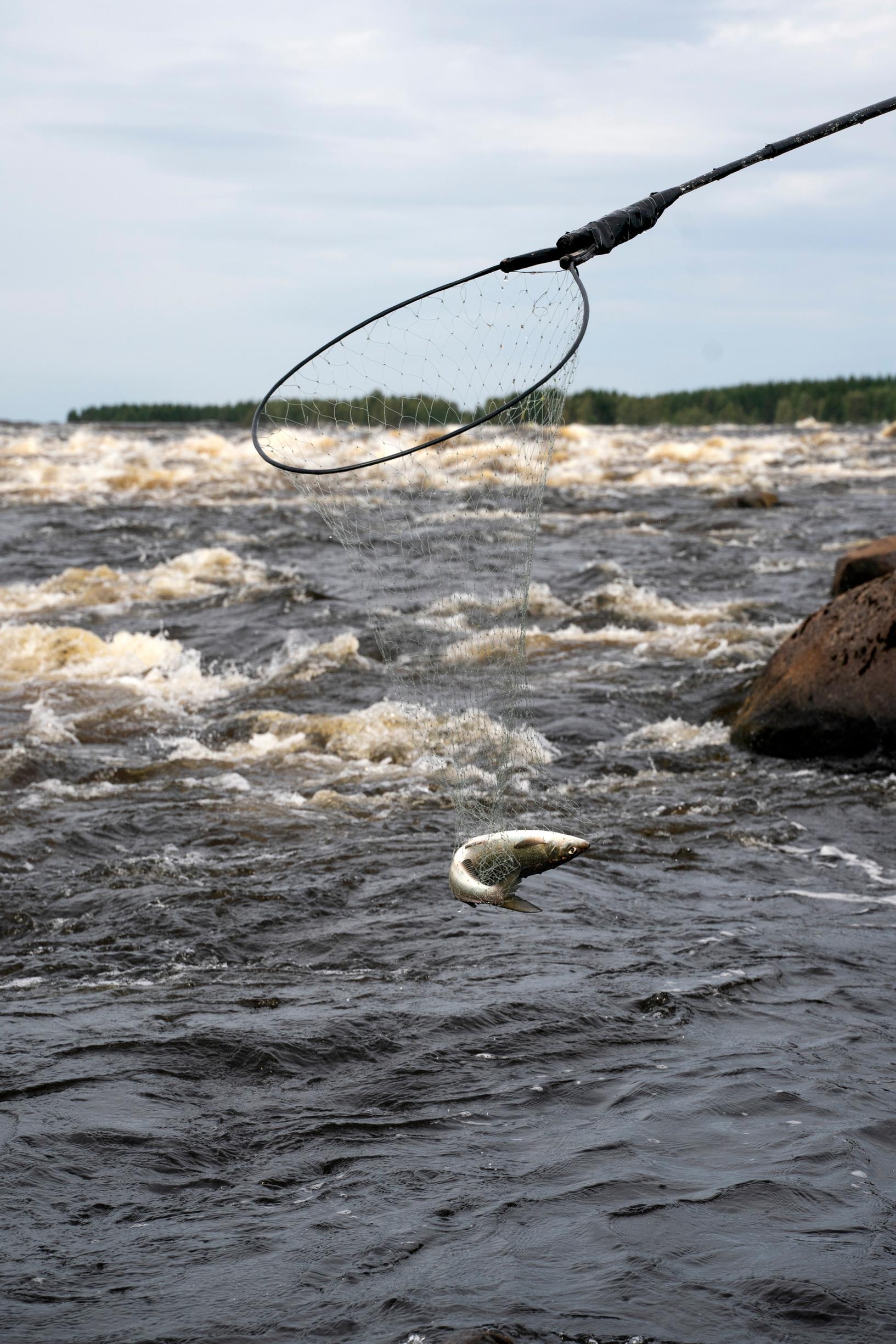 Jaakko Heikkilä kertoo Kukkolankosken olevan Suomen suurin valjastamaton koski, joka tunnetaan erityisesti lippokalastusperinteestään. Siinä yhdistyy kalastus ja ulkona oleminen, ihmiset ja koski.