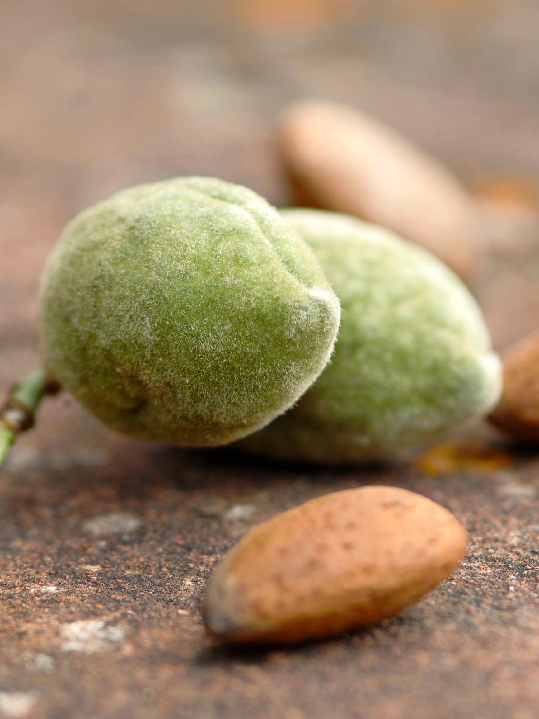 Tämä rasvainen herkku parantaa kolesteroliarvoja ja tukee painonhallintaa