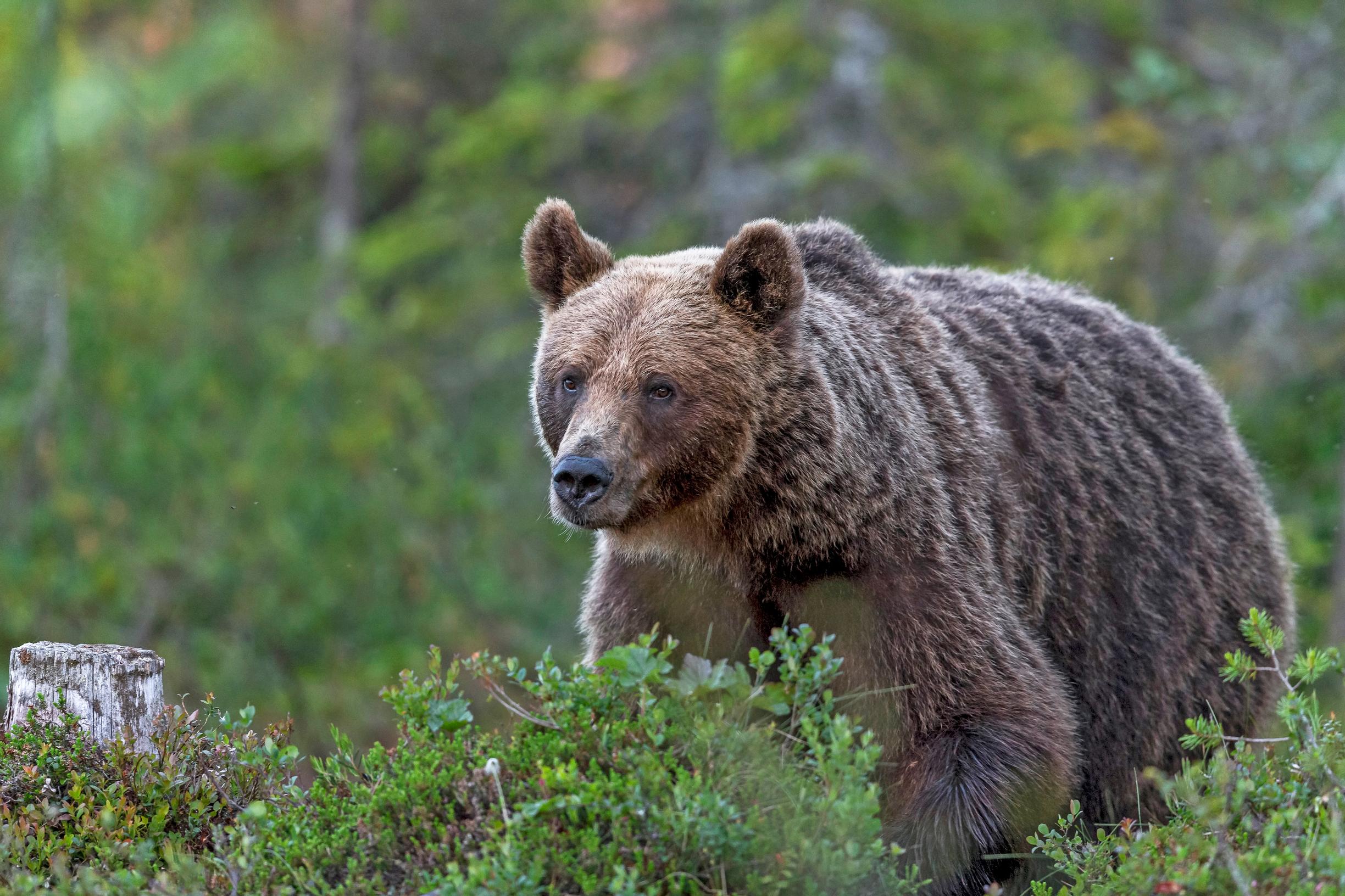 Karhut syövät puolukkaakin, mutta marjan kuori jää helposti sulamatta vatsassa. Keväällä talven pehmentävät puolukat kuitenkin maistuvat talviunilta heränneille karhuille.