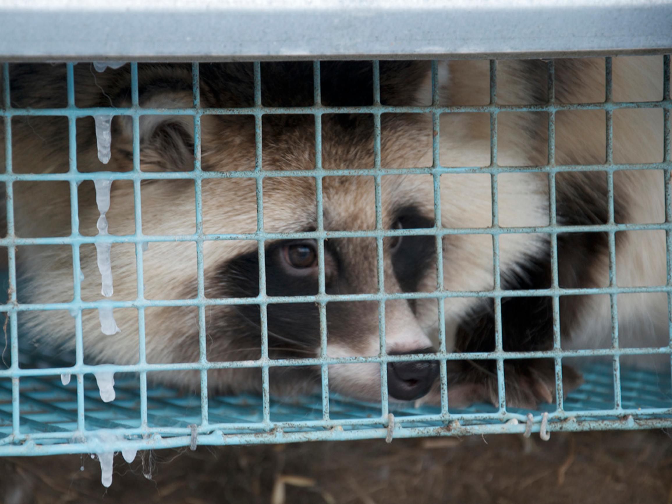 Eläinten oikeudet: Suomen turkiseläimet kasvavat yhä verkkohäkeissä – Kanoista 60 % elää A4-paperiarkilla