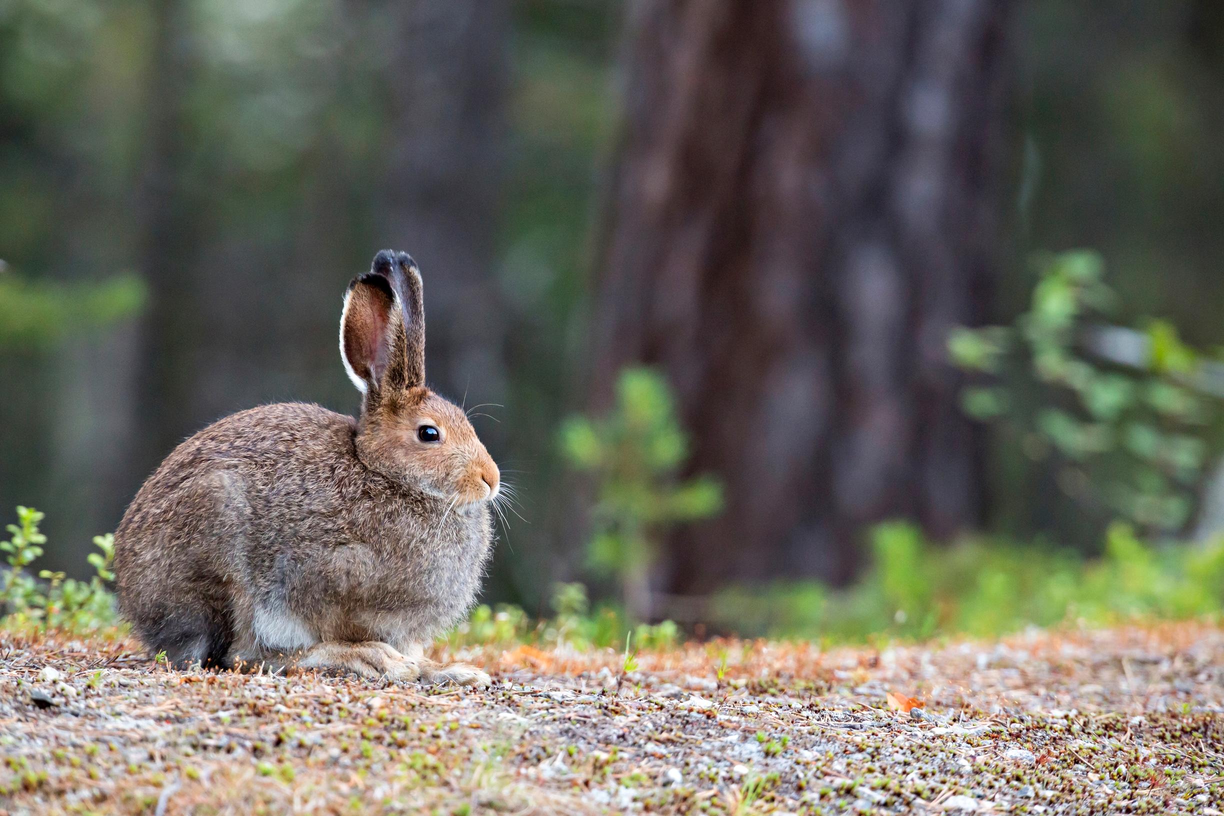 Metsäjänis on Pohjolan luonnon tunnusomaisin eläinlaji, mutta vaikea kuvattava