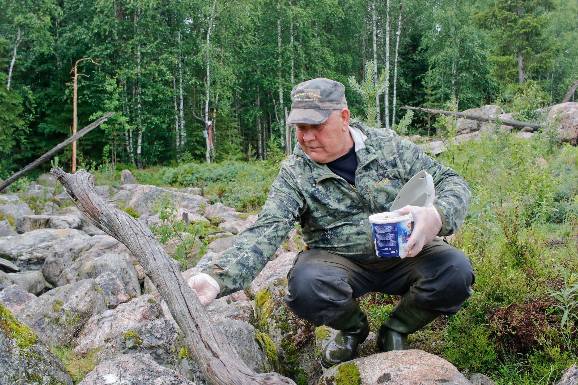 Ahma on helppo houkutella kuvauskojun läheisyyteen valokuvattavaksi jauhelihalla ja kananmunilla, tietää Tapio Lappalainen.