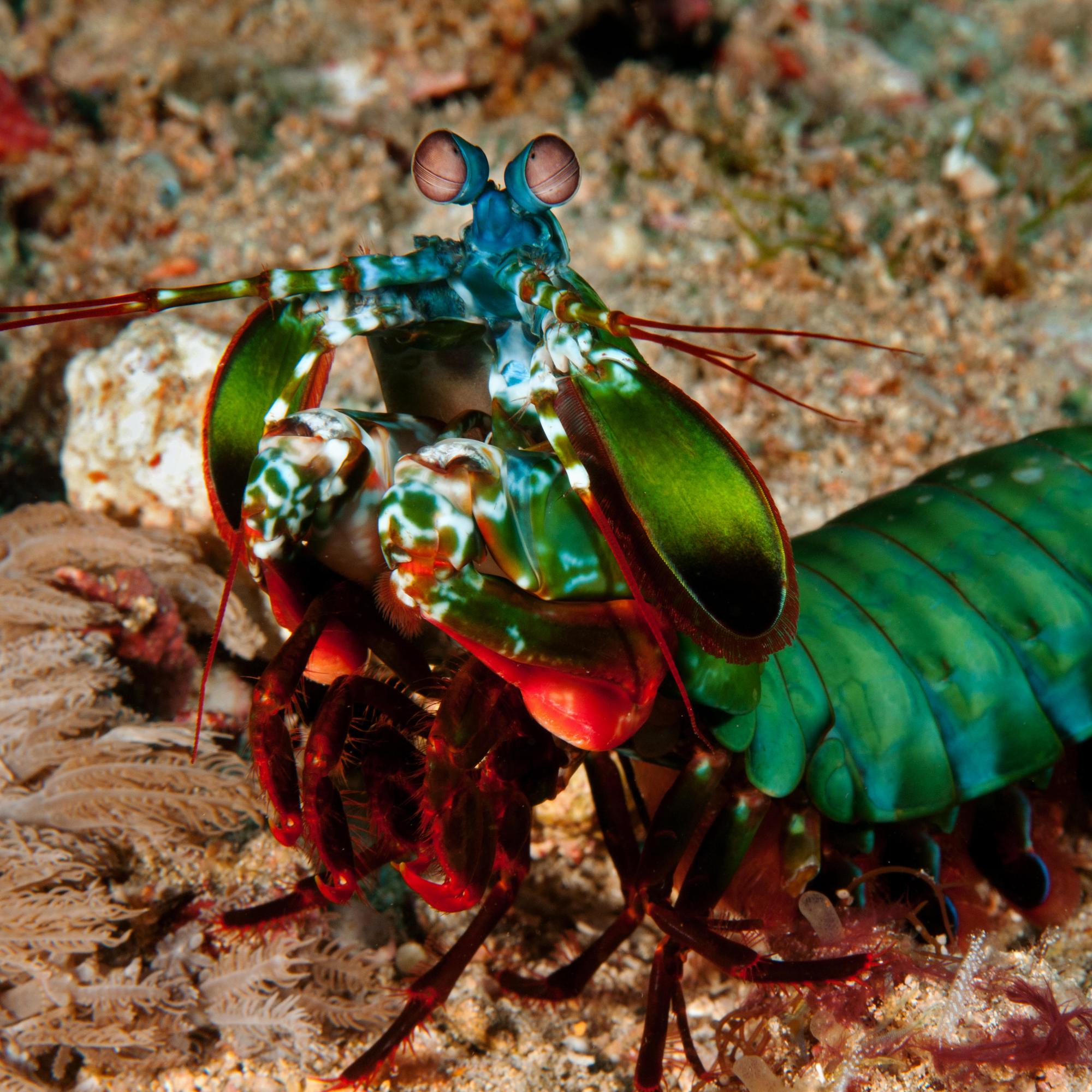 Hammasimplantti entistäkin kovemmasta materiaalista – mallia eläinkunnan yhdestä tappavimmasta luontokappaleesta 