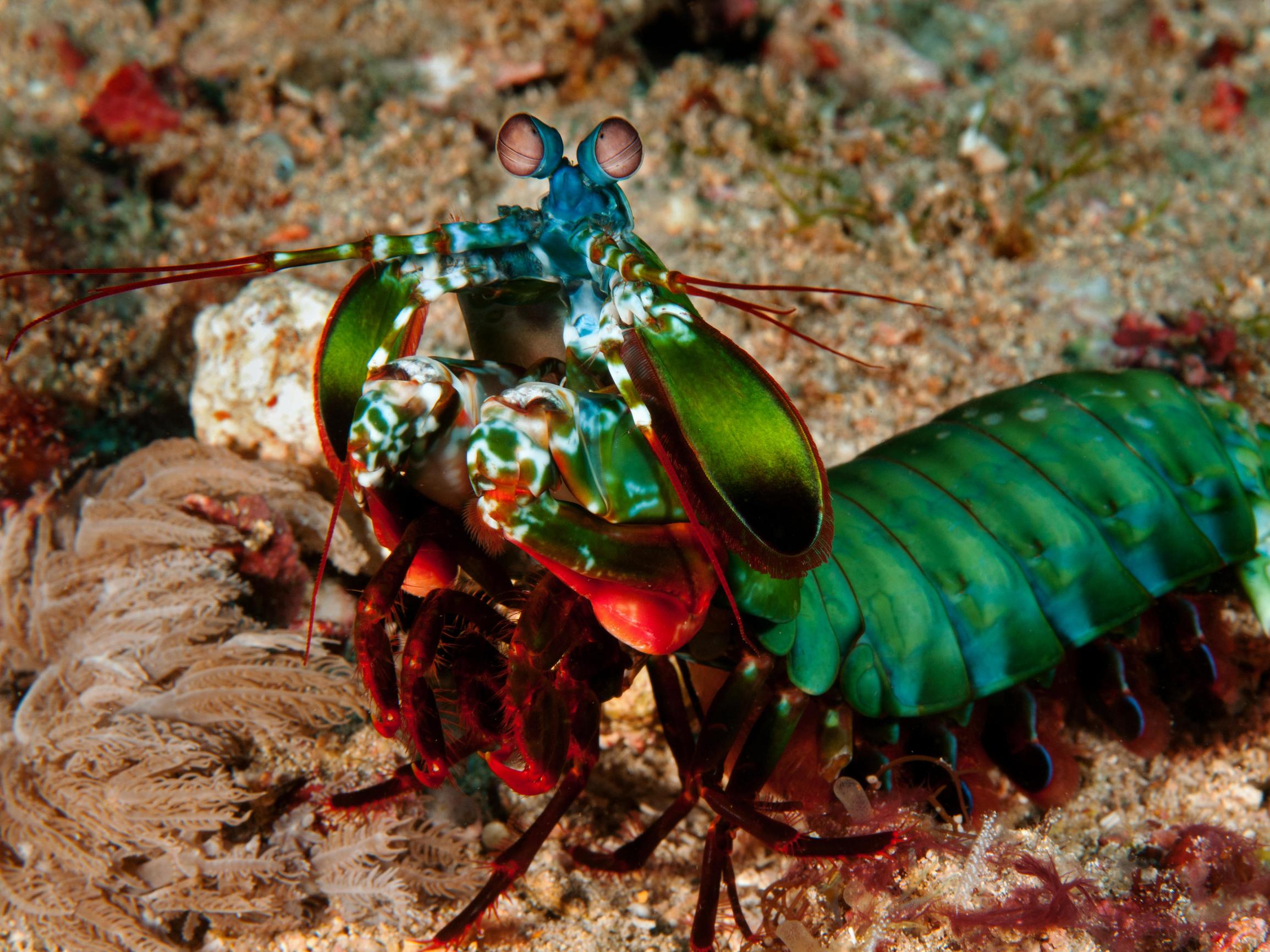 Hammasimplantti entistäkin kovemmasta materiaalista – mallia eläinkunnan yhdestä tappavimmasta luontokappaleesta 