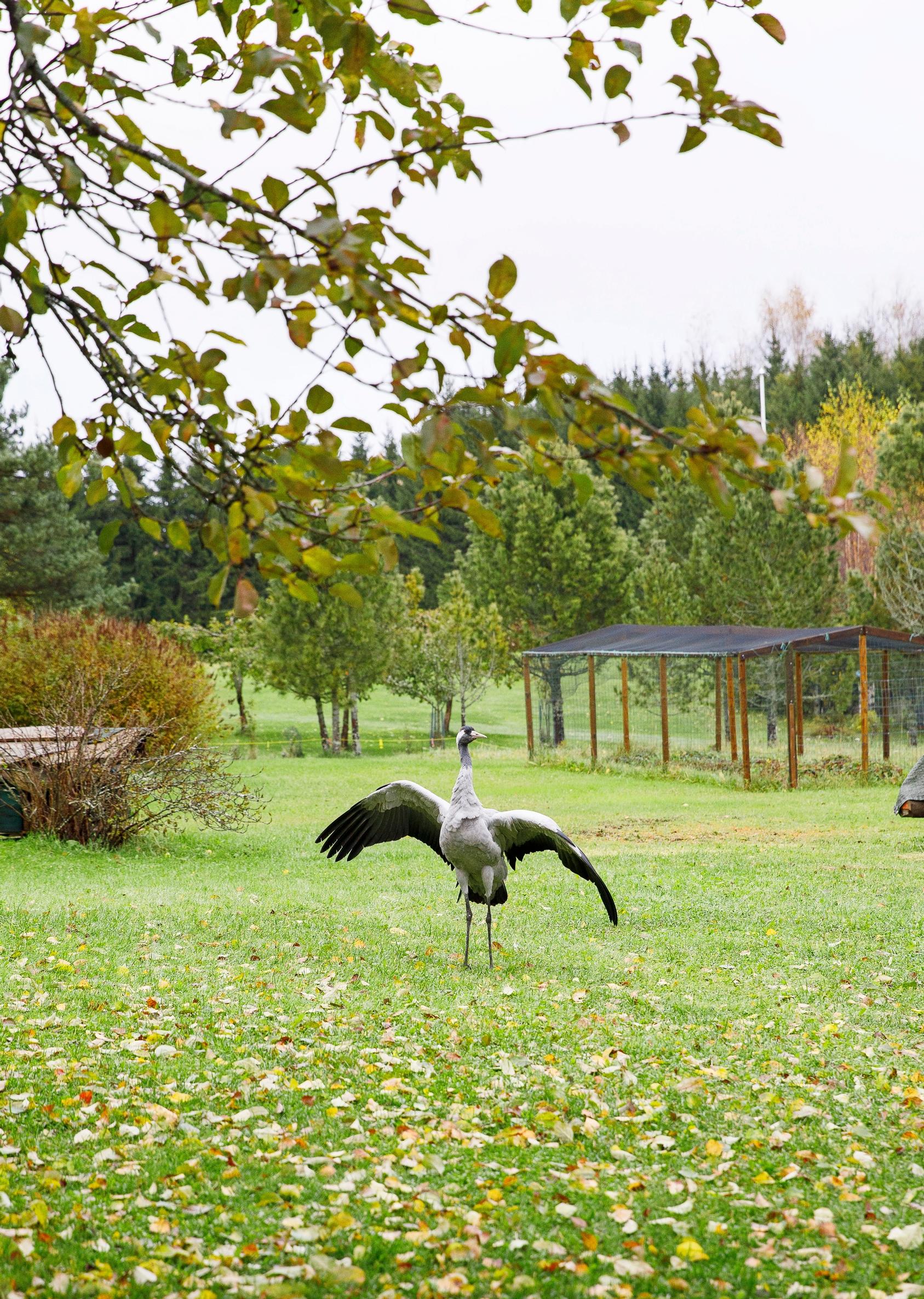 Hoitokurkia on lähtenyt Alhaisilta kaikkiaan kymmenkunta maailmalle.