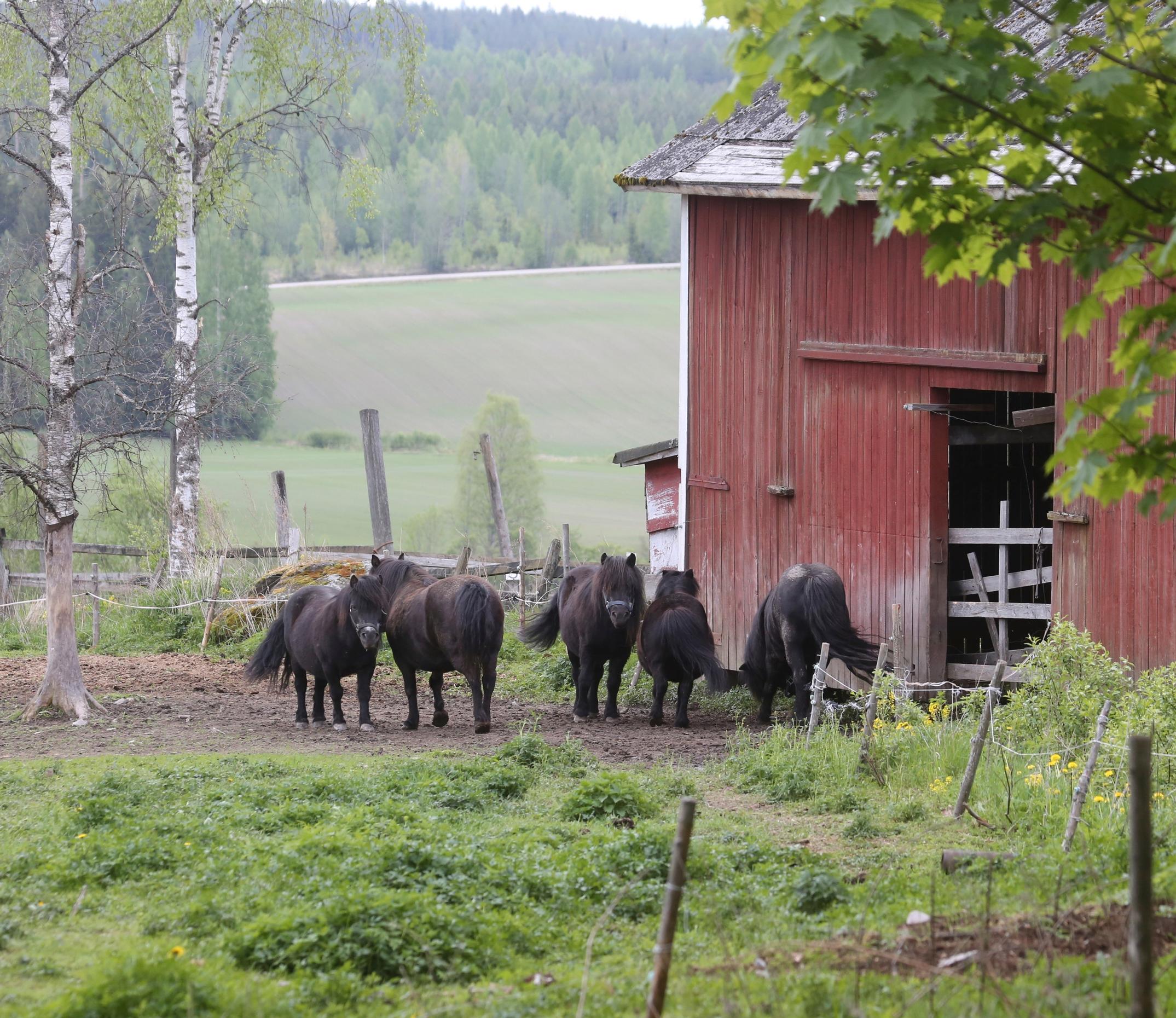 Miksi Suomi kaupungistuu ja maaseutu autioituu?