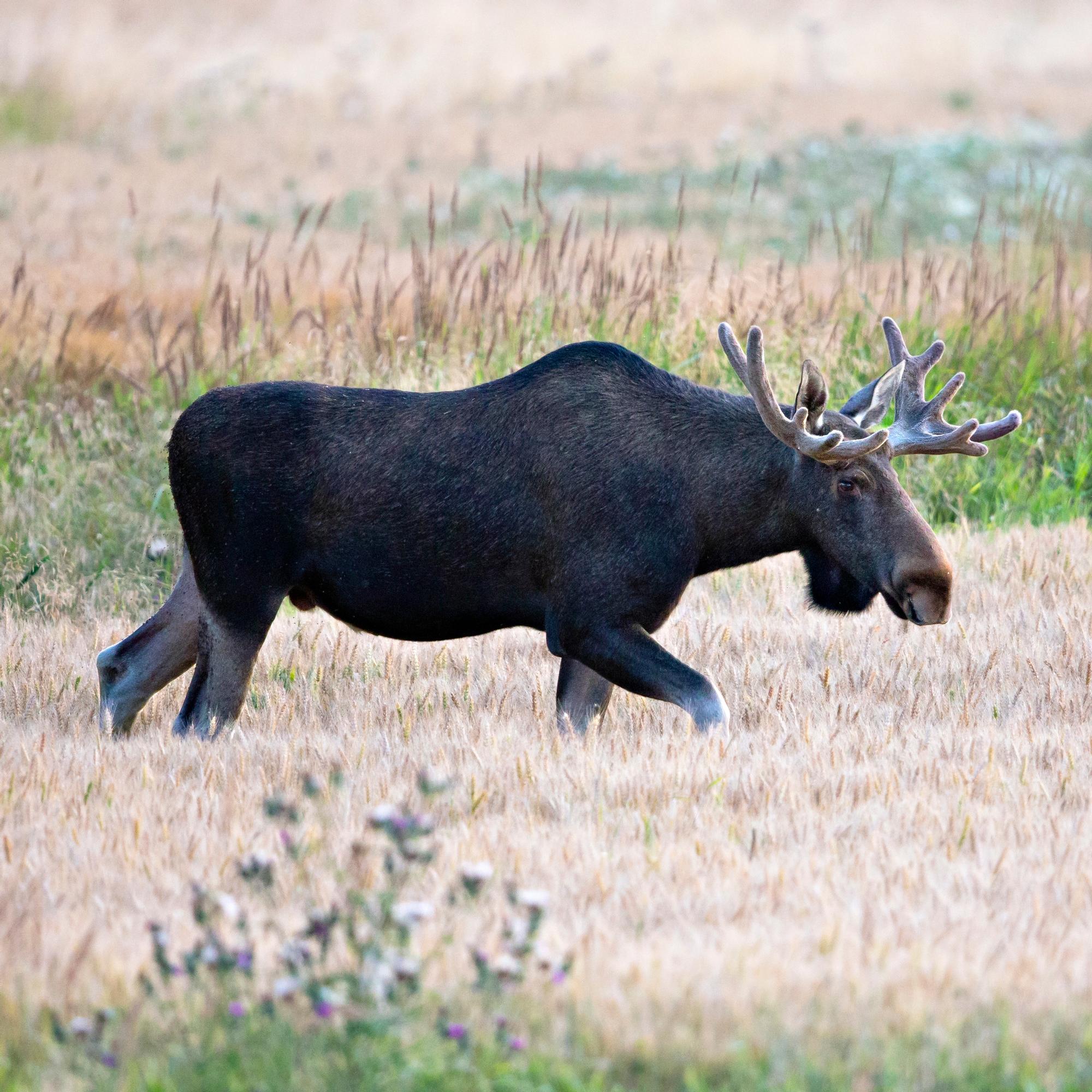 Tuhansia varoituksia hirvivaarasta, mutta mitä merkki tarkoittaa?