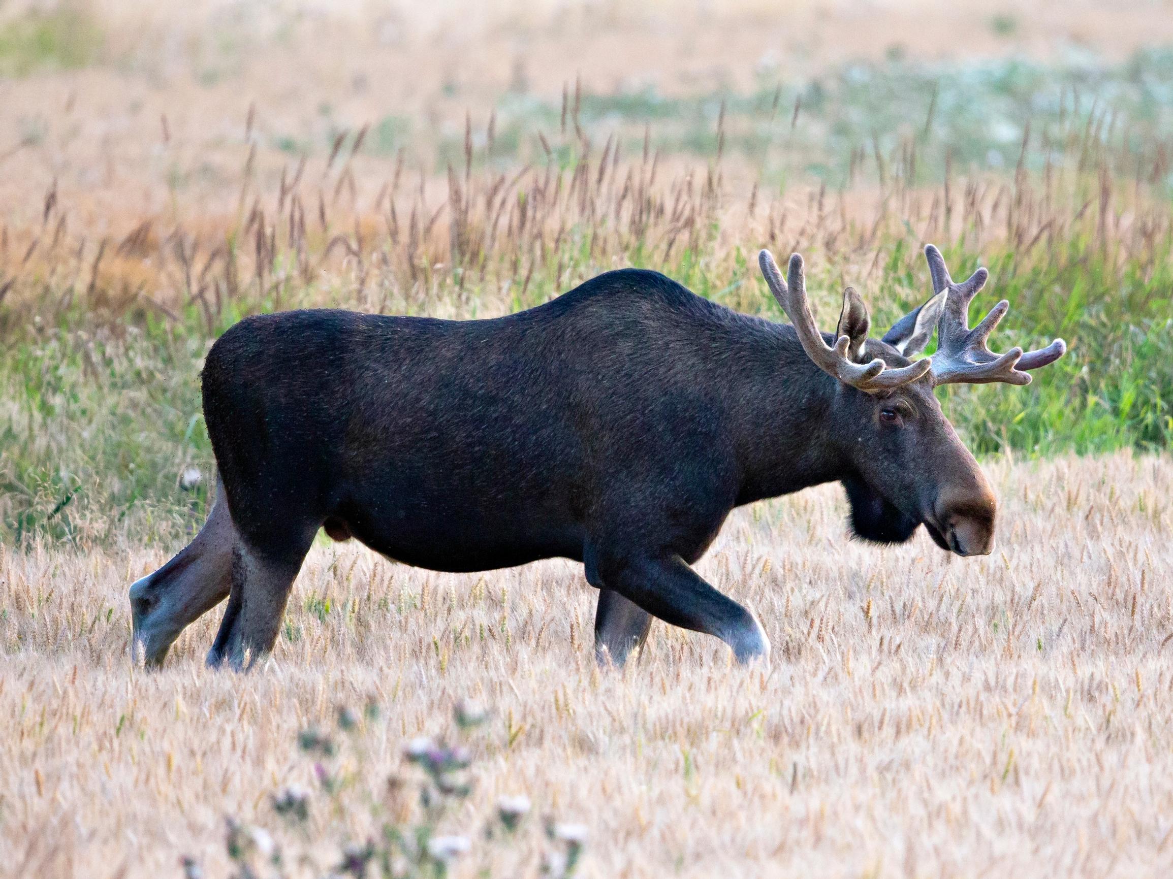 Tuhansia varoituksia hirvivaarasta, mutta mitä merkki tarkoittaa?