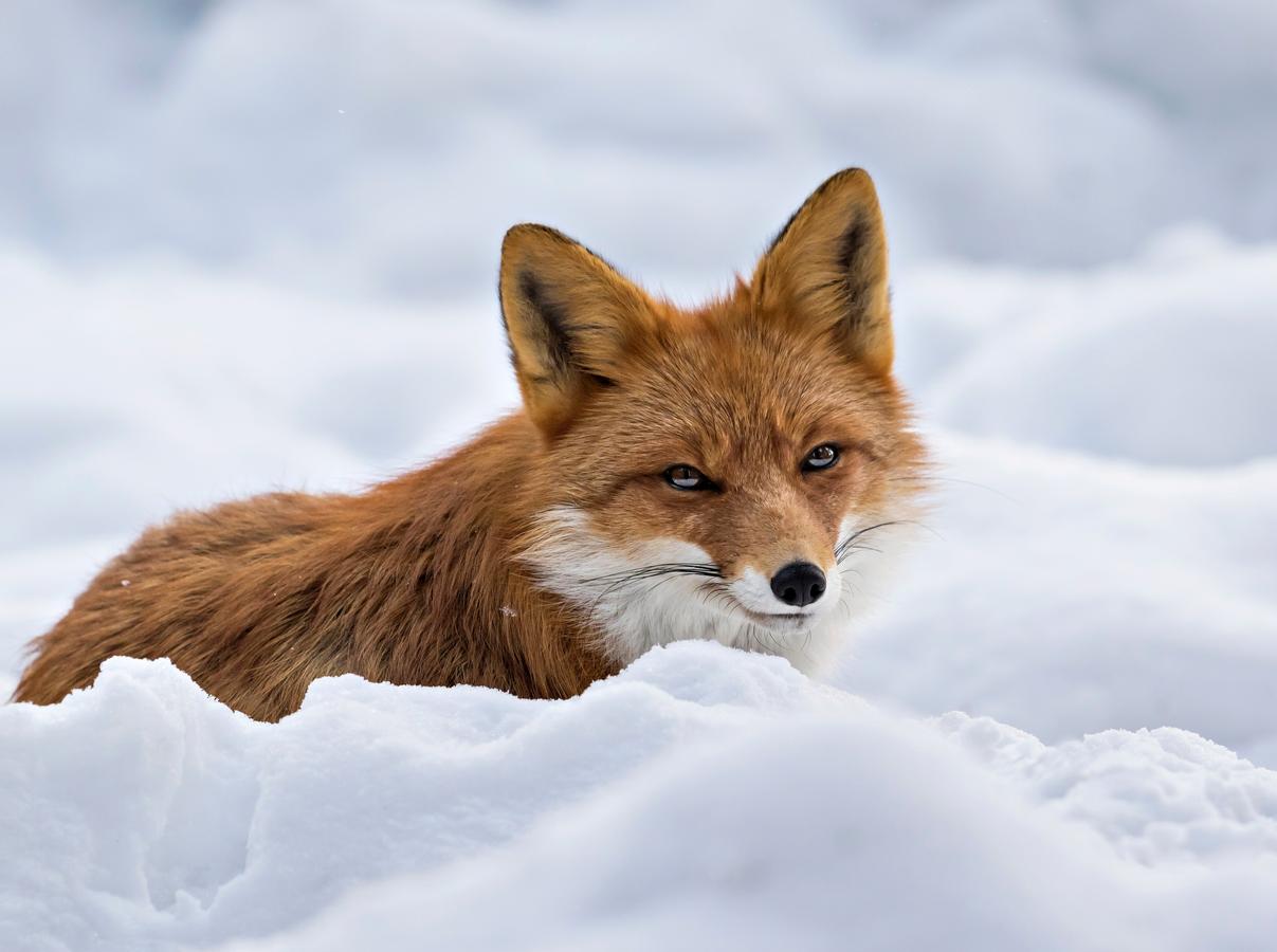 Miten eläimet selviytyvät talvesta – Luontokuvaajan upeat kuvat | Apu