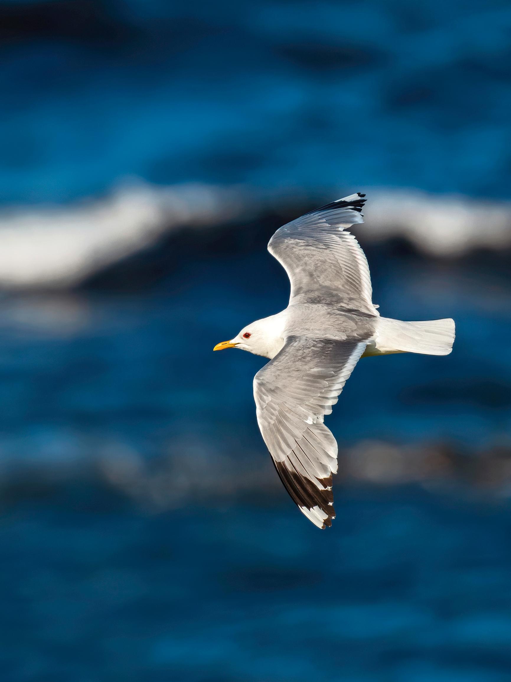 Testaa, oletko Itämeren asiantuntija – Mittaa tietosi Avun suuressa Itämeri-visassa