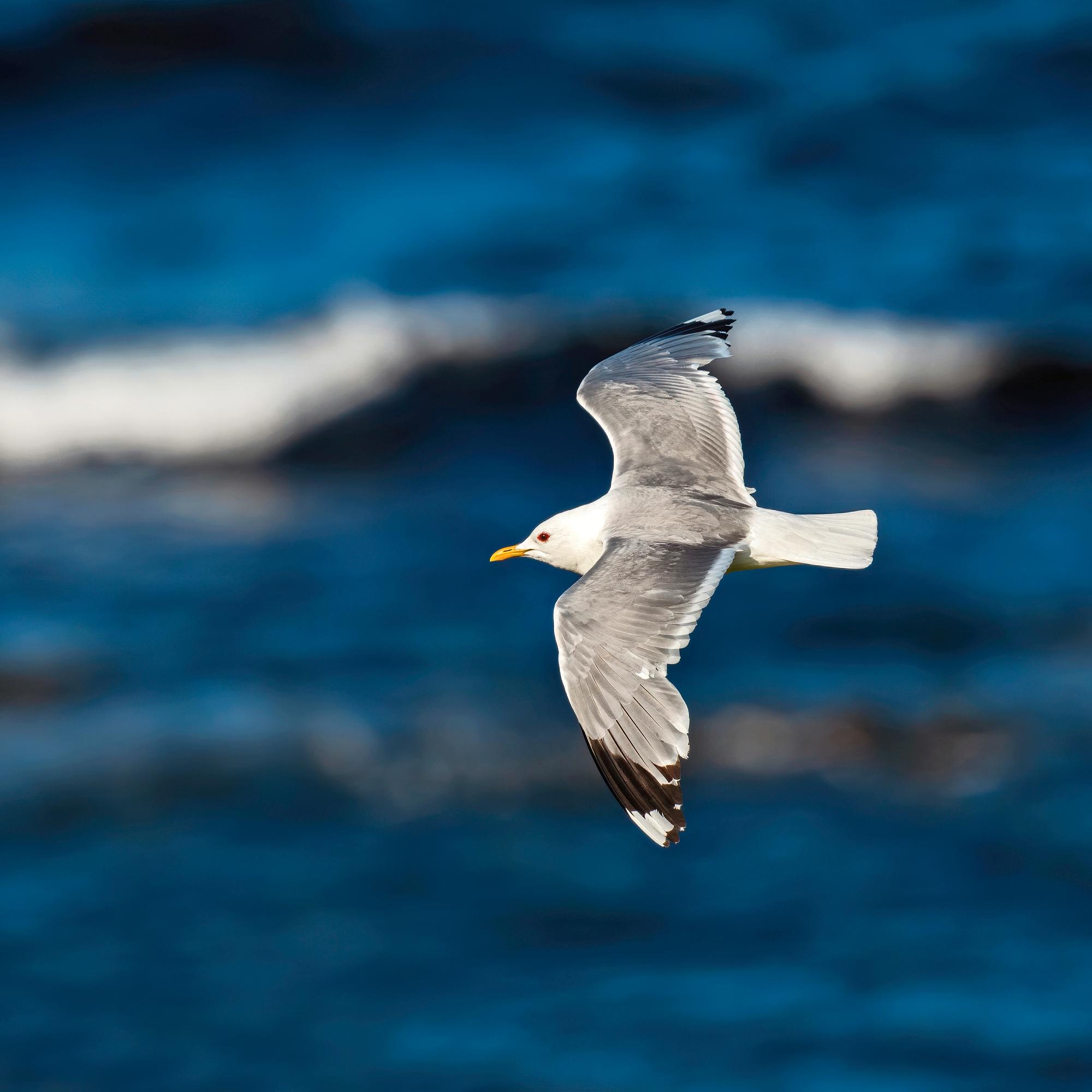 Itämeri-visan vastaukset