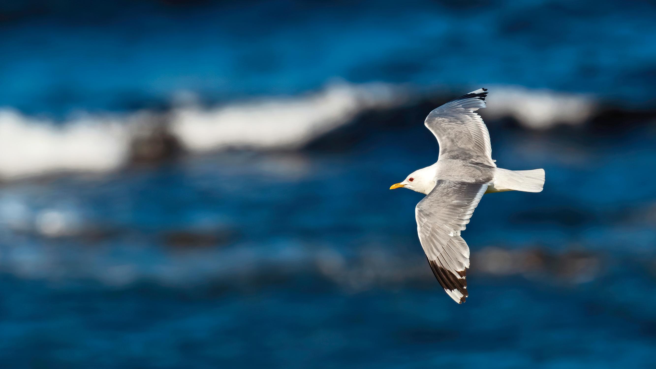 Itämeri-visan vastaukset