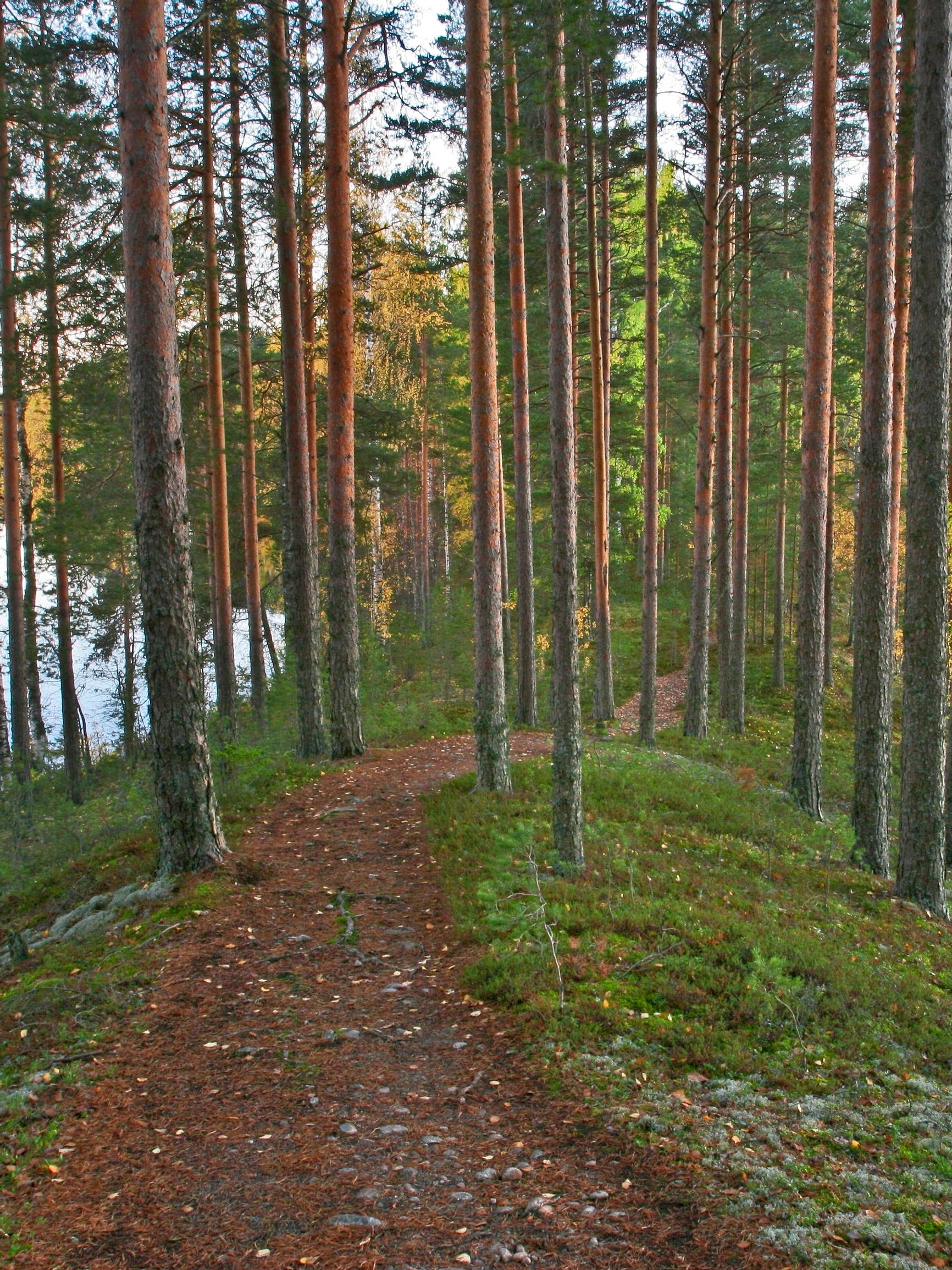 Polut ovat syntyneet tarpeeseen, mutta niiden varrelta löytyvät usein metsän kauneimmat paikat ja komeimmat näköalat