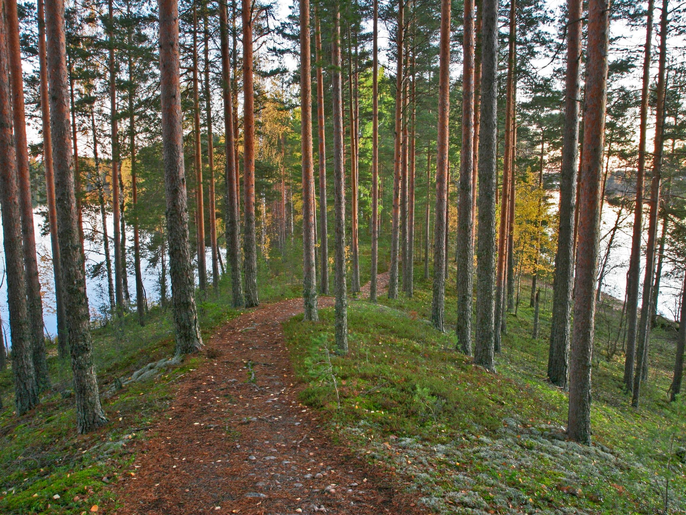 Polut ovat syntyneet tarpeeseen, mutta niiden varrelta löytyvät usein metsän kauneimmat paikat ja komeimmat näköalat