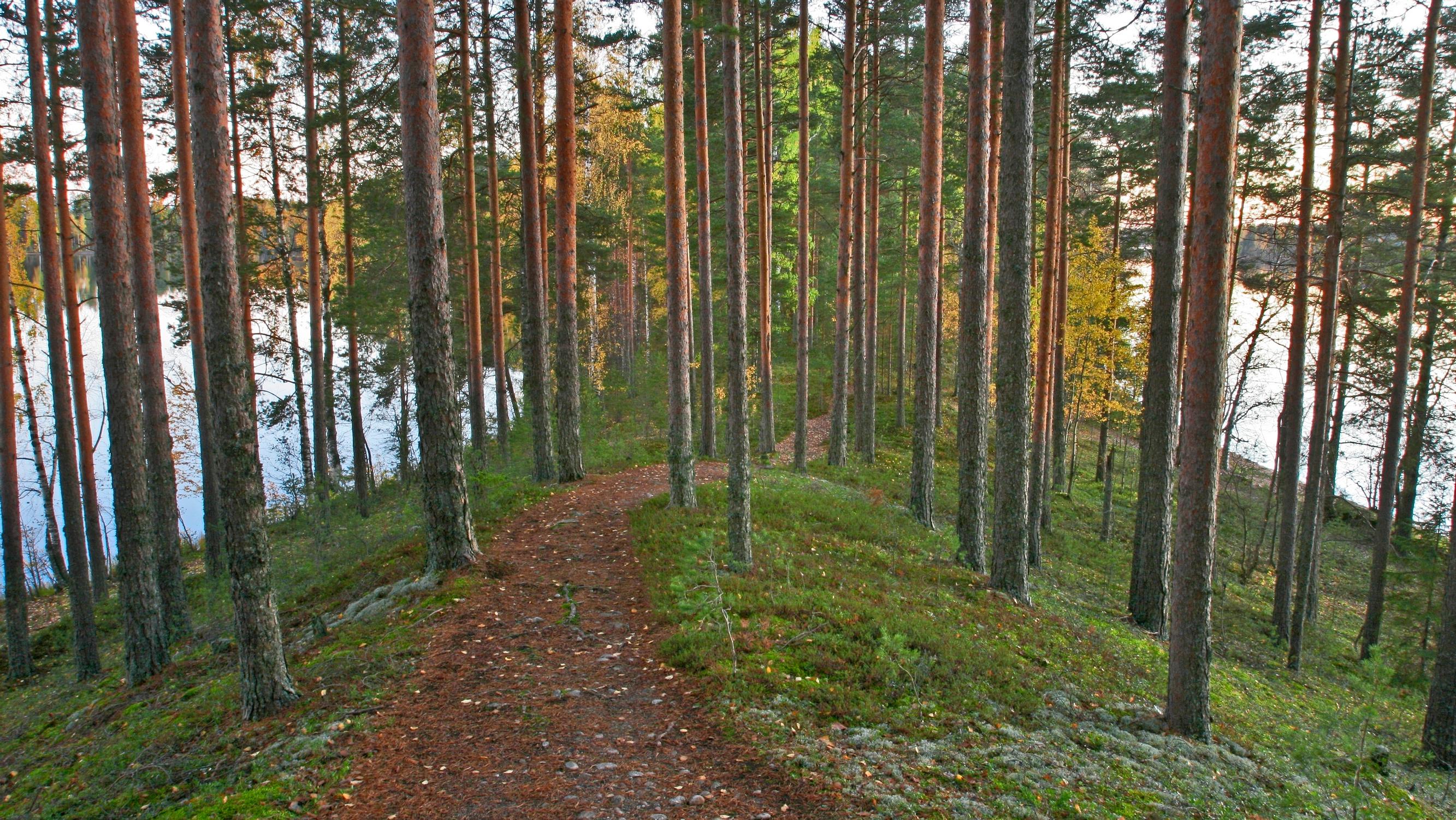 Polut ovat syntyneet tarpeeseen, mutta niiden varrelta löytyvät usein metsän kauneimmat paikat ja komeimmat näköalat