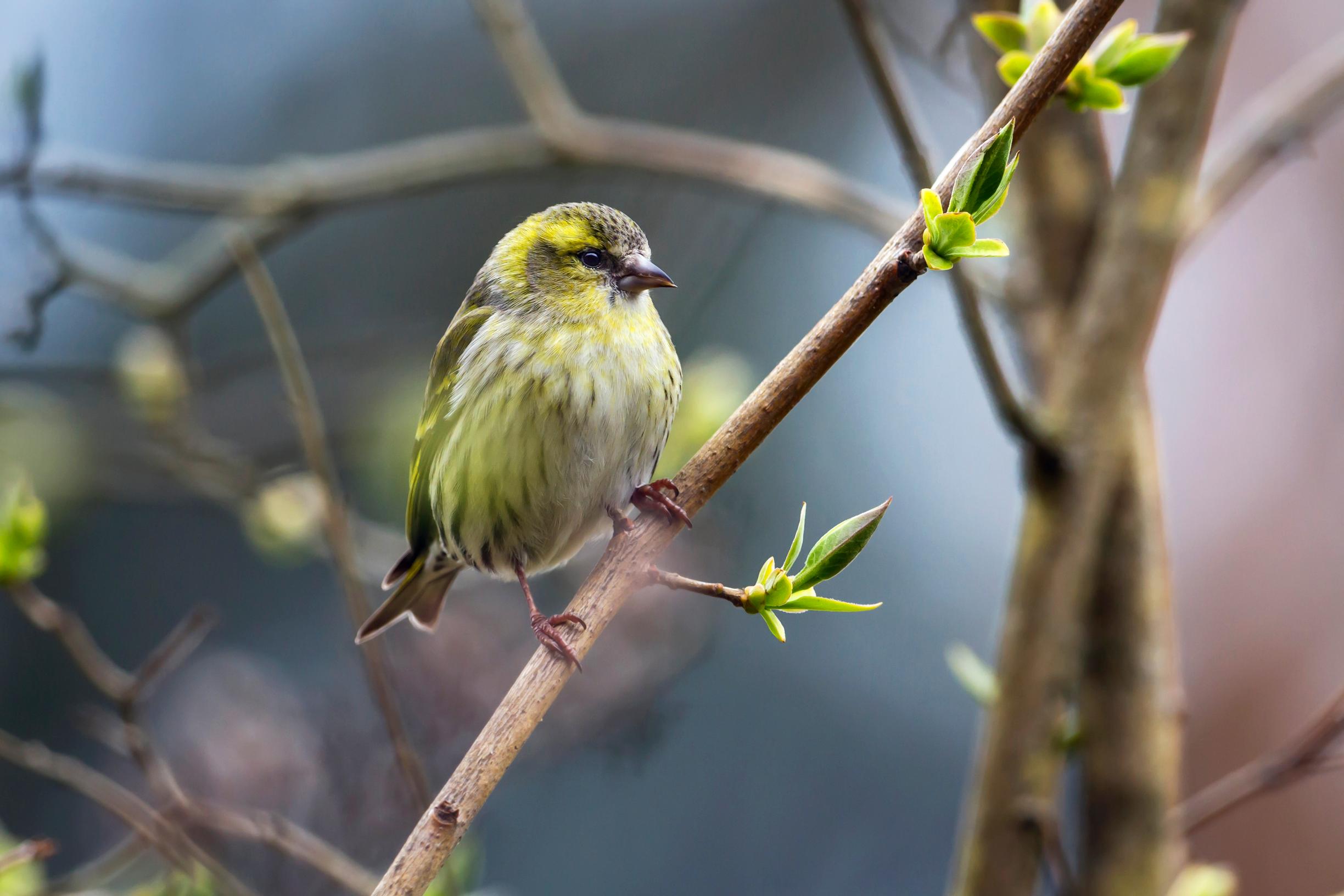 Tunnistatko pihalinnut? Esittelemme pihojen yleisimmät vieraat