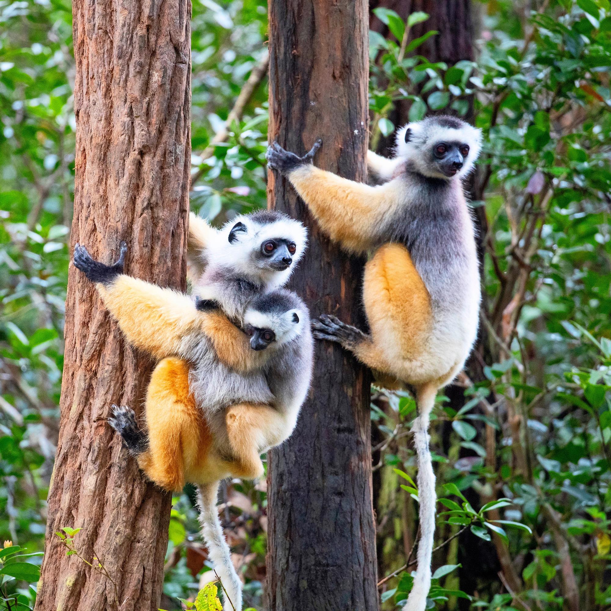 Ihme nimeltä Madagaskar: tämä on yksi maailman huippukohteista luontoretkiä rakastavalle 
