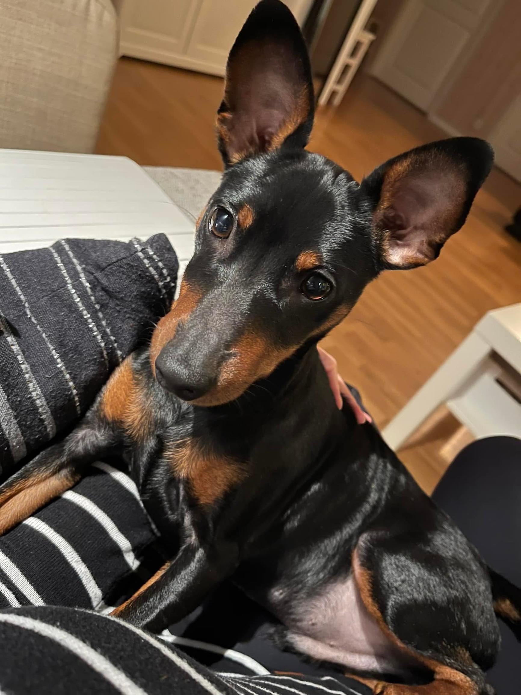 Missä on kääpiöpinseri Romeo? Kotoaan kadonnut koira käynnisti kansanliikkeen − toimi näin, jos lemmikkisi katoaa