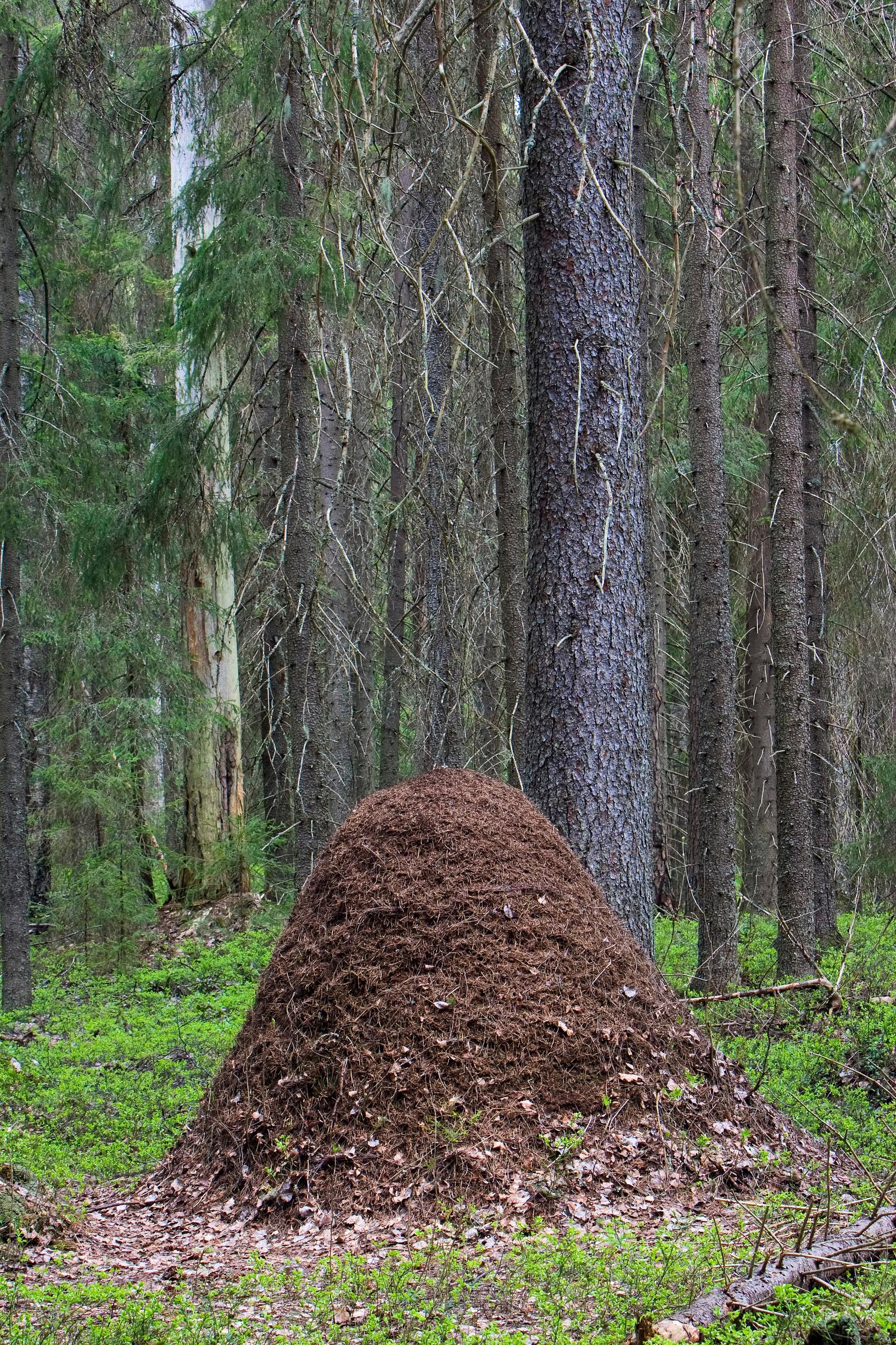 muurahaiset-kirvat-ovat-lypsykarjaa-ja-niiden-maito-makeaa-apu