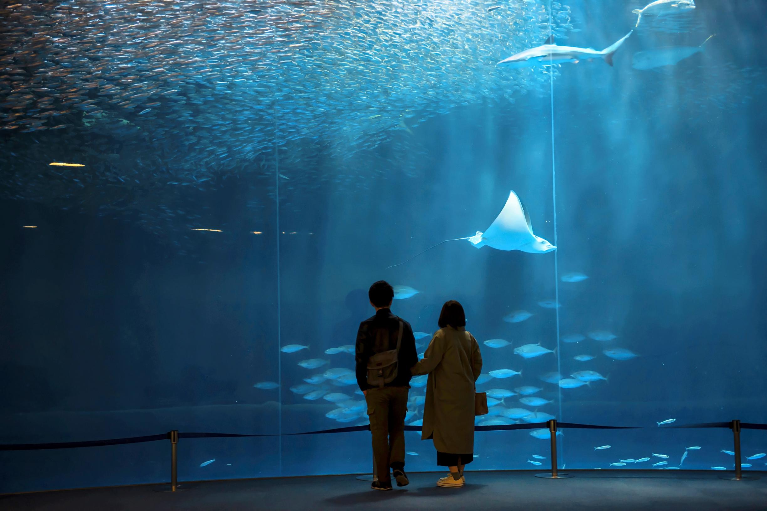 Nagoyan sataman seudulla on museoita ja suuri akvaario (aikuisen lippu noin 12 euroa).