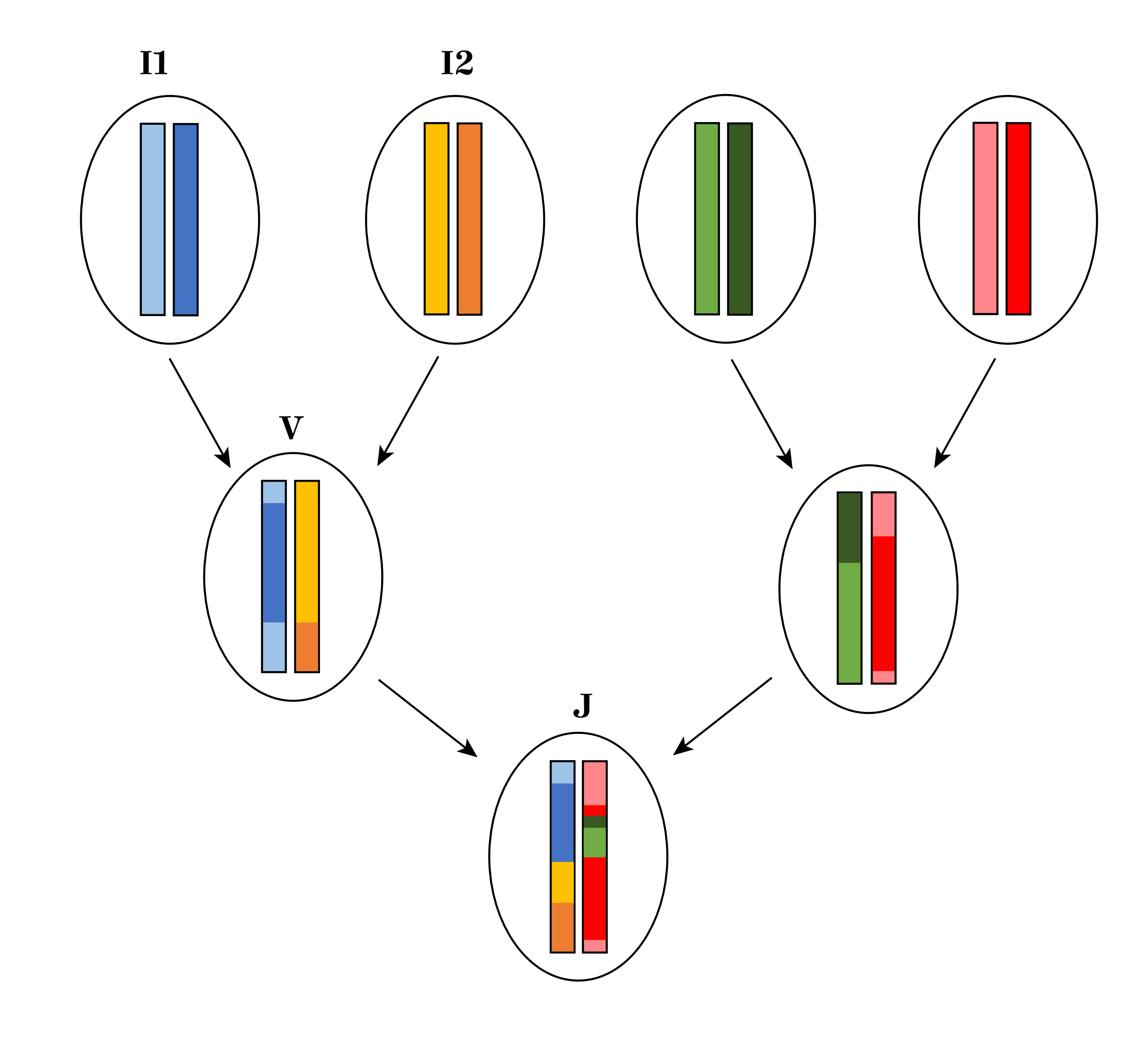 Kuvassa näkyy 3 sukupolvea: 4 isovanhempaa (ylin taso), 2 vanhempaa (keskitaso) ja jälkeläinen (alin taso). Kunkin yksilön sisällä näkyy tietyn genomin pätkän pituudelta kyseisen yksilön kaksi genomia.