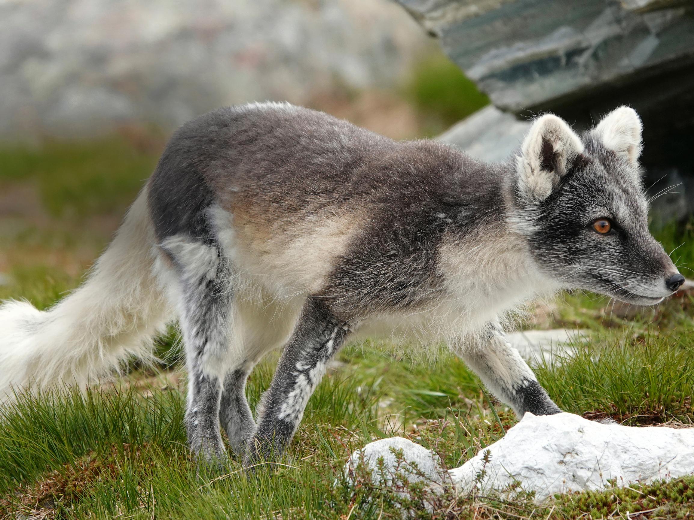 Suomen uhanalaisin nisäkäs: Naali oli vähällä kadota Pohjoismaista – näin lajia pelastetaan siirtoistutuksilla