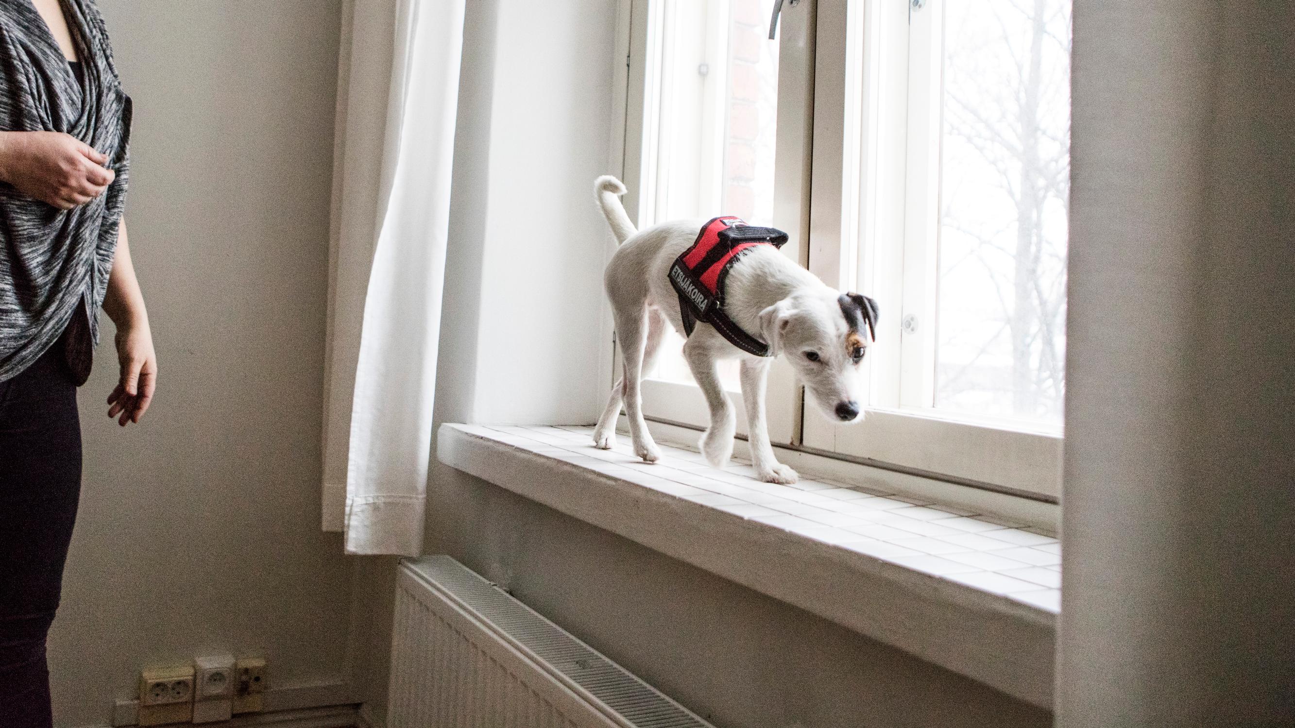 Homekoira on nuuskiva duunari – Mikrobikasvustot on mahdollista löytää jo ennen oireita