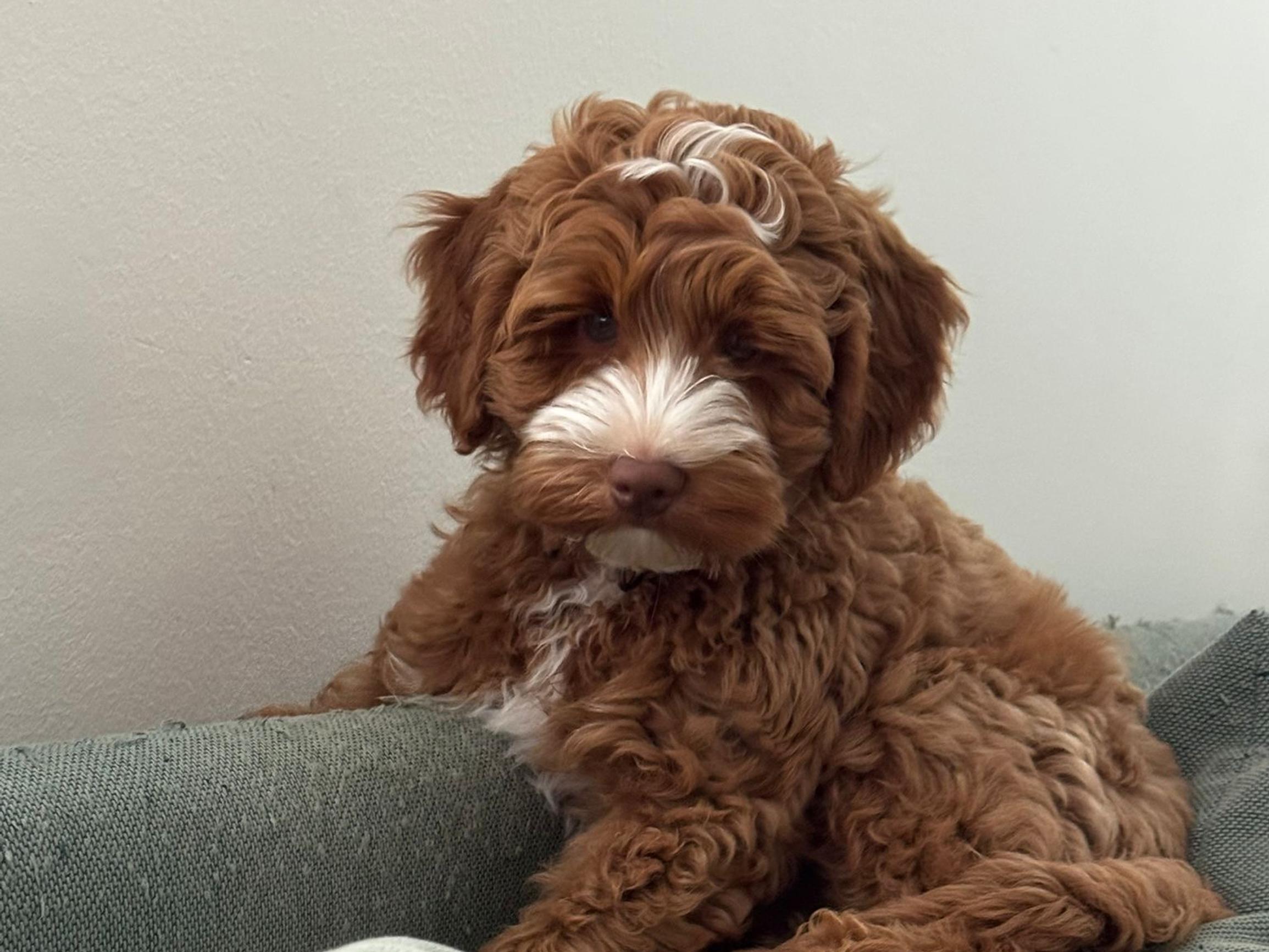 Koiranpentu Bobbyn loputon energia on tuonut Elinan perheeseen iloa vaikeiden asioiden keskellä