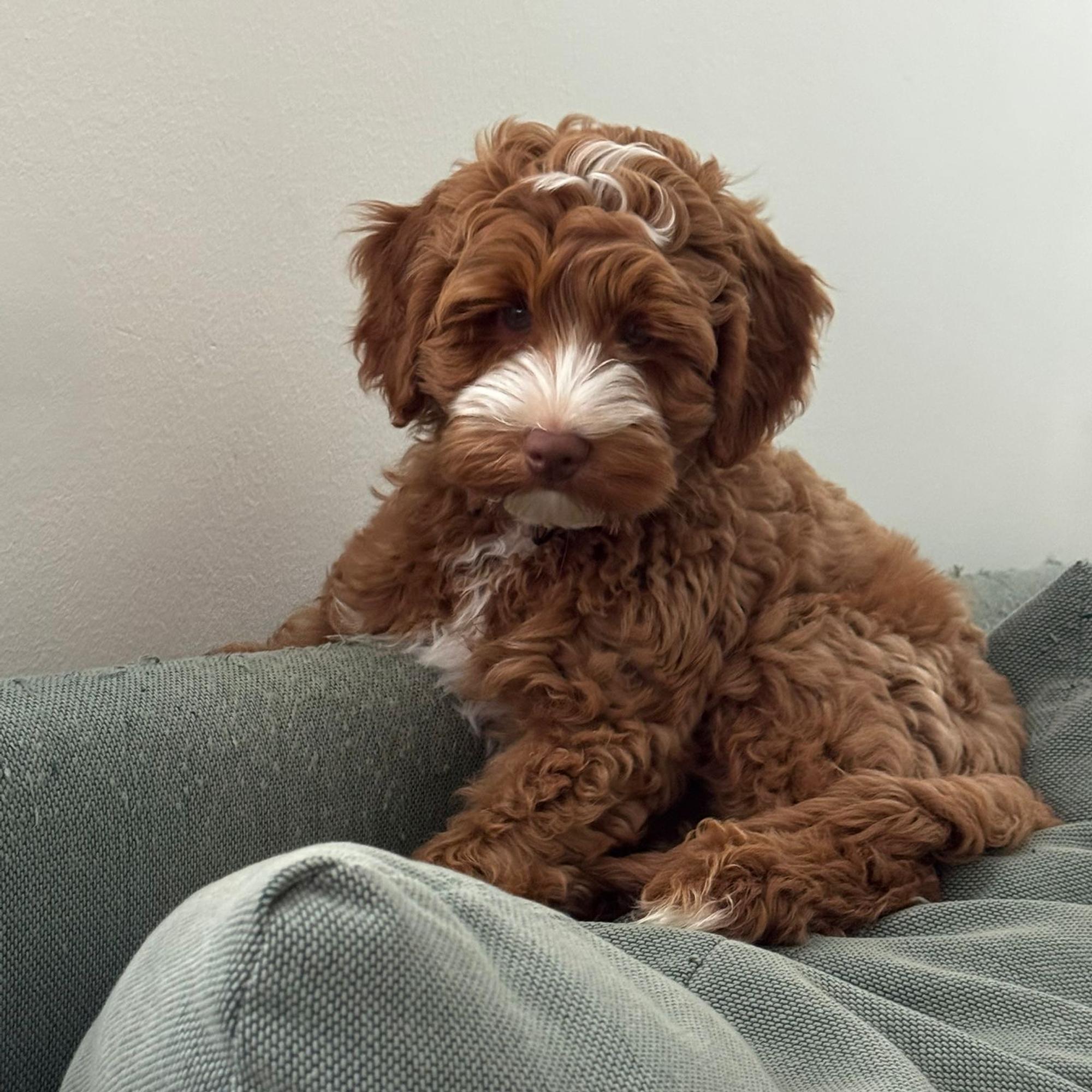 Koiranpentu Bobbyn loputon energia on tuonut Elinan perheeseen iloa vaikeiden asioiden keskellä