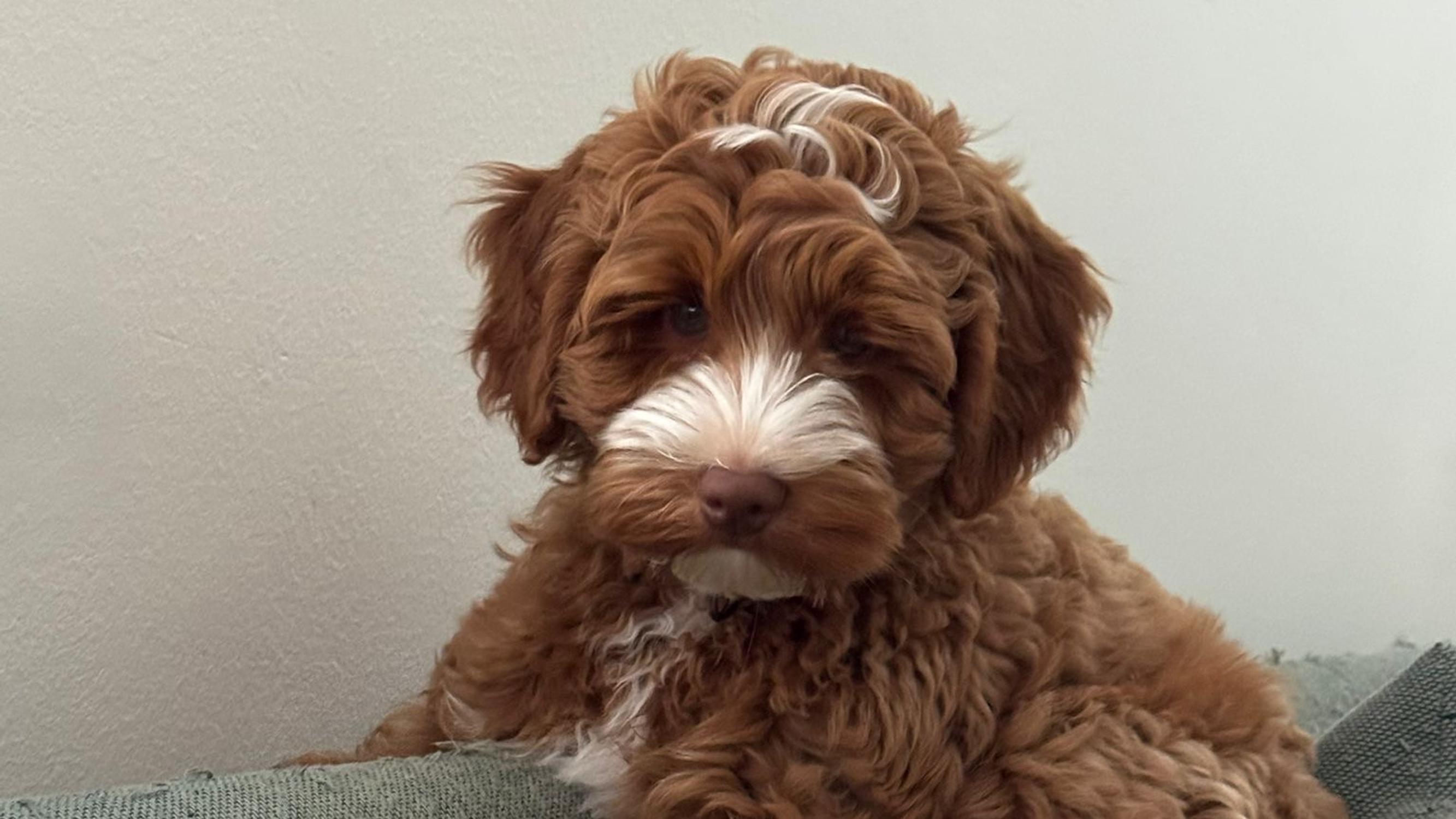 Koiranpentu Bobbyn loputon energia on tuonut Elinan perheeseen iloa vaikeiden asioiden keskellä