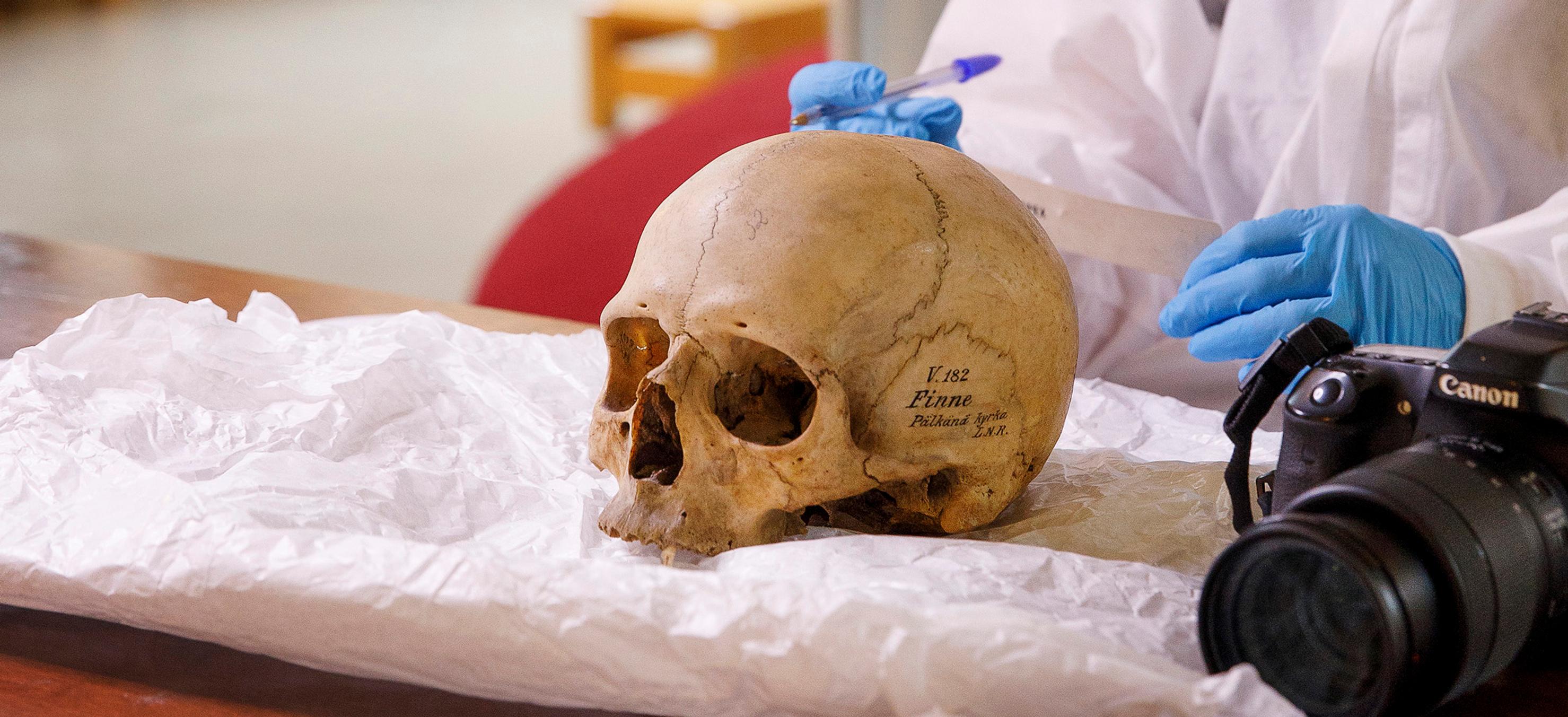 Ruotsi palautti vihdoin Suomesta viedyt pääkallot – Nyt virkamiehet haluavat haudata kallot kiireellä, vaikka tutkimukset ovat kesken