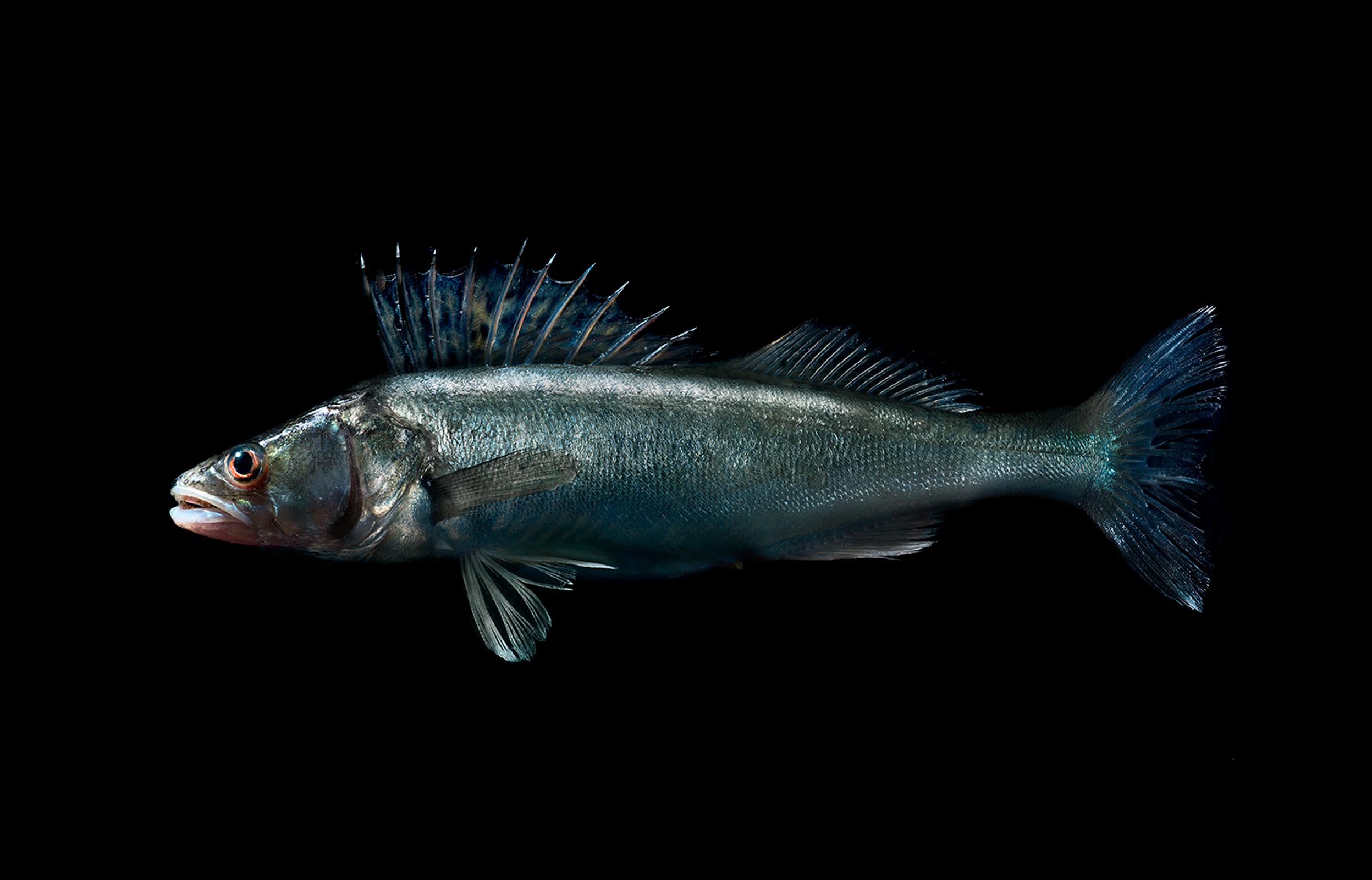 Ihmisen paras ystävä / Imagen kaikkien aikojen mahtavin kuhajuttu