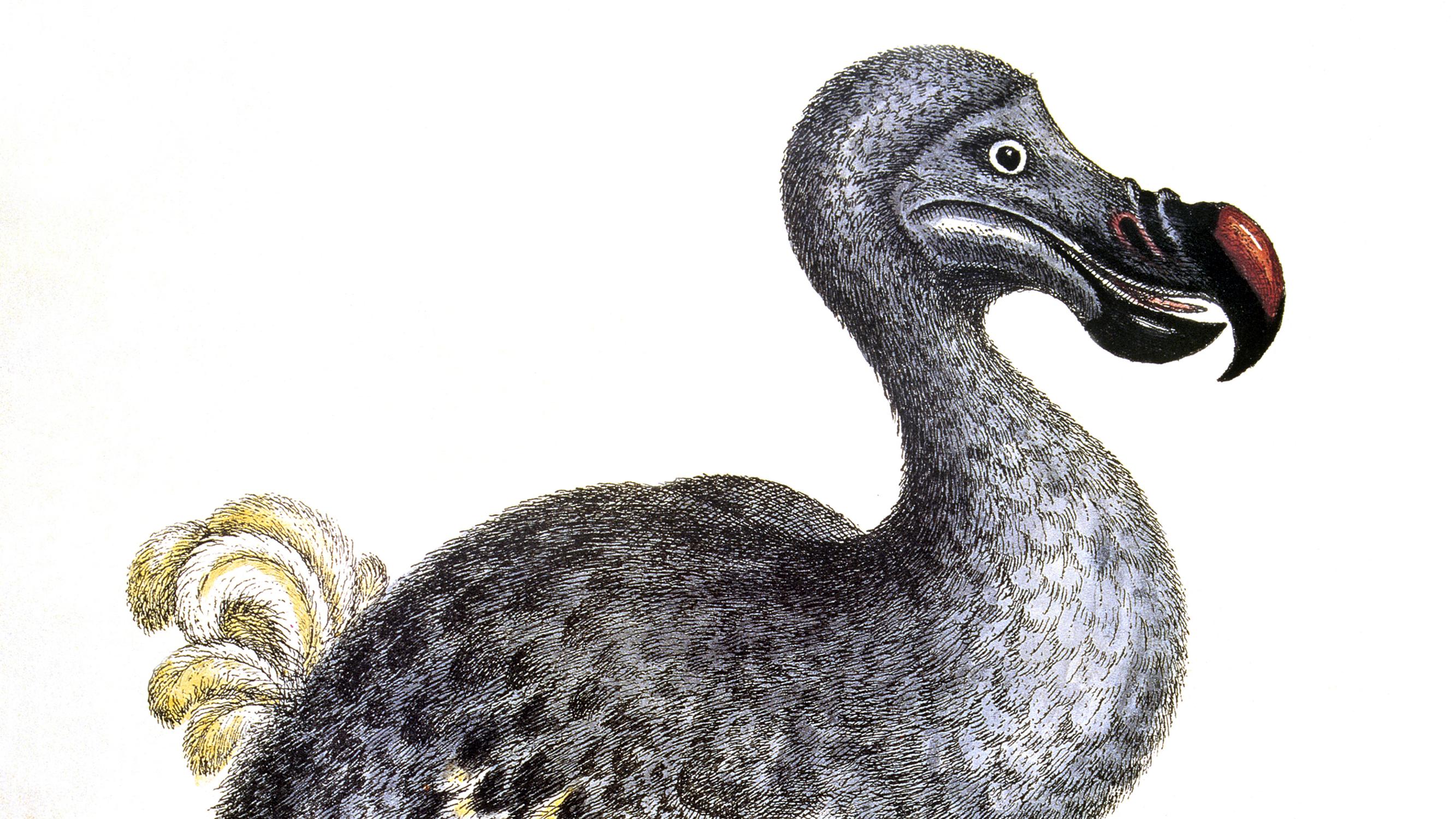 Vuonna 1662 kadonnut dodo-lintu halutaan takaisin – Voiko se olla mahdollista? 
