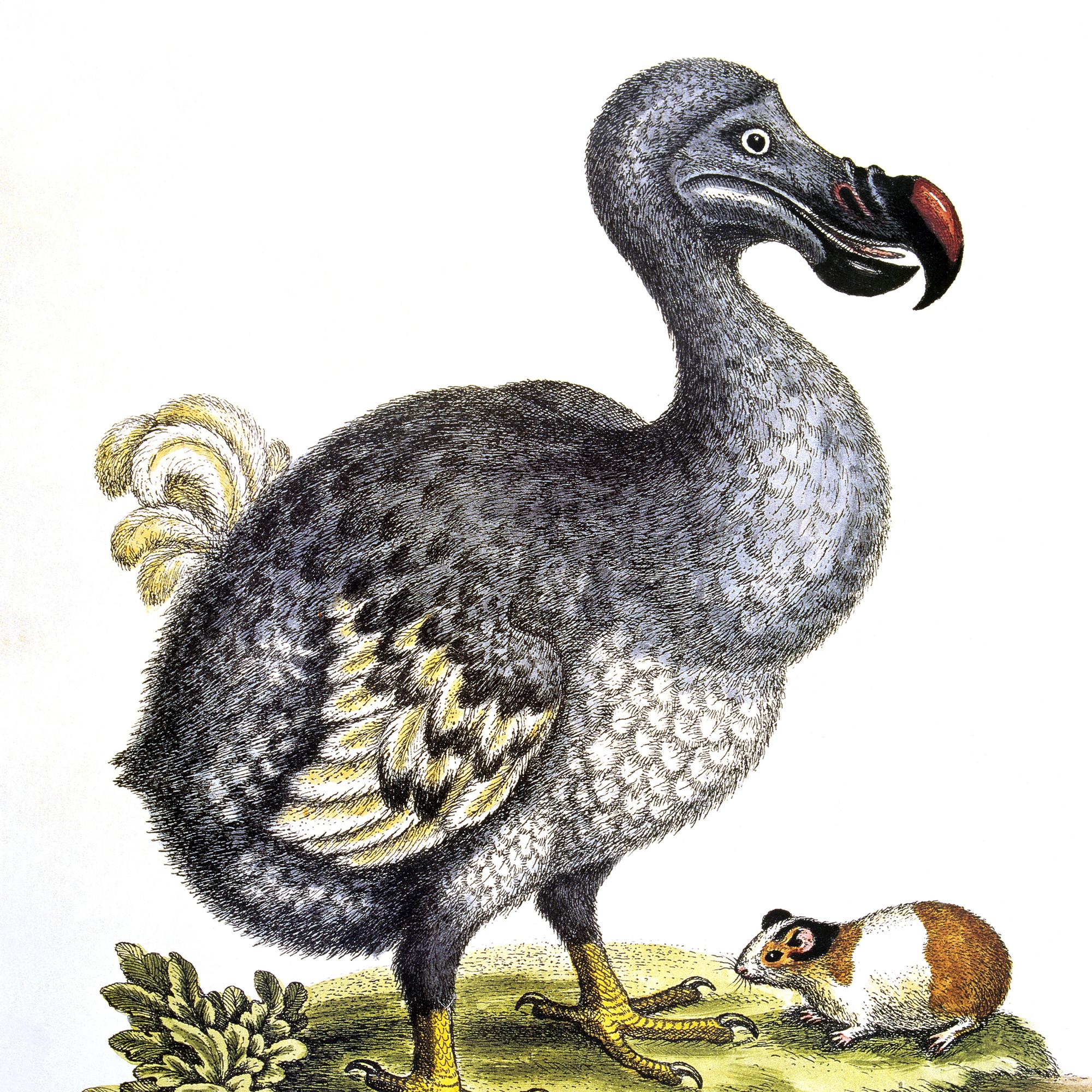 Vuonna 1662 kadonnut dodo-lintu halutaan takaisin – Voiko se olla mahdollista? 