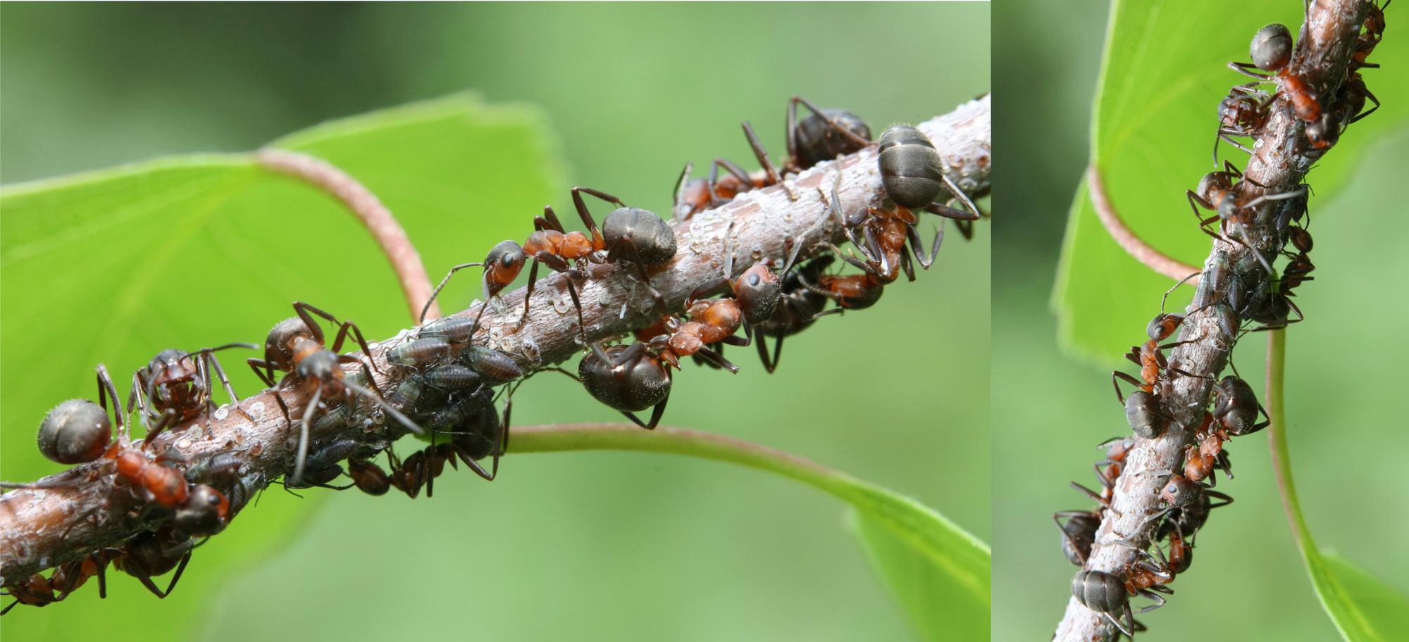 Kuinka vahva muurahainen on? | Metsän voimailijat lähikuvissa | Apu