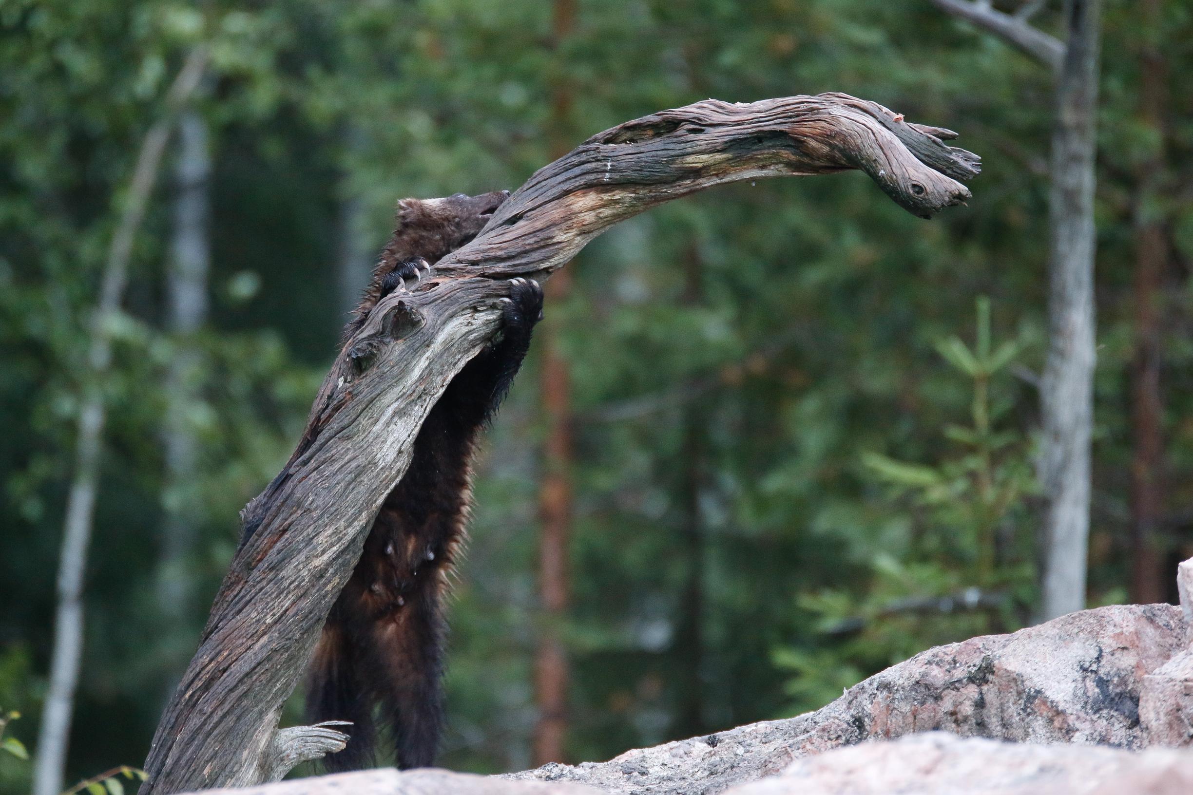 Ahma tässä kuvassa on nuori imettävä naaras