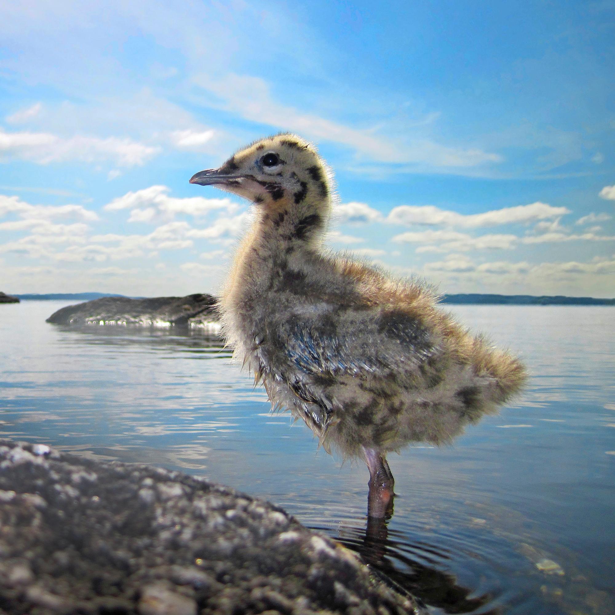 Kesän poikaset lähikuvissa – luontokuvaajan vinkit eläinpienokaisten kuvaamiseen