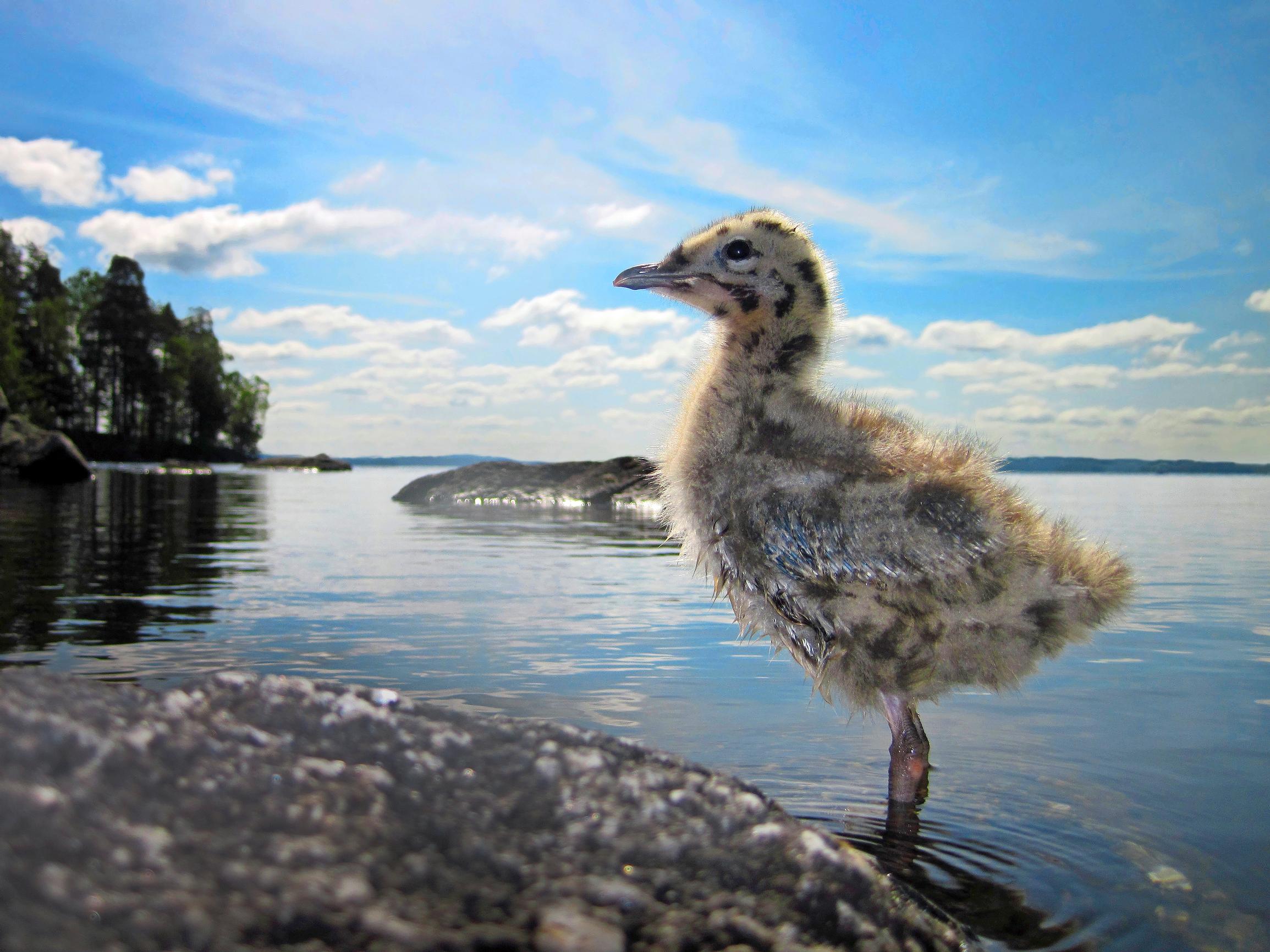 Kesän poikaset lähikuvissa – luontokuvaajan vinkit eläinpienokaisten kuvaamiseen