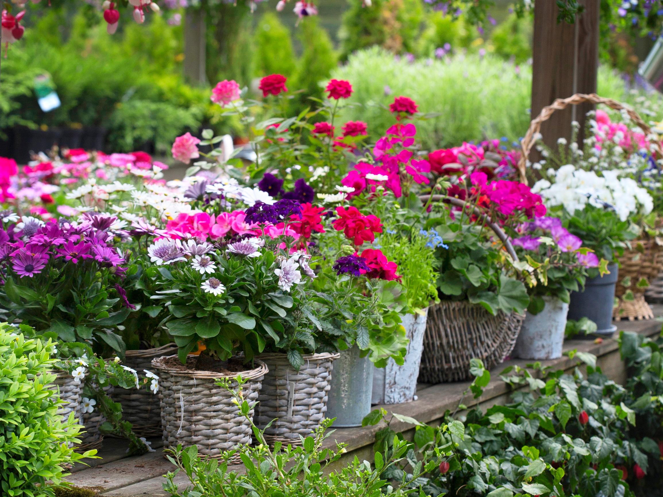 Korona vauhdittaa taimikauppaa – Erityisen suosittuja syötävät kasvit – Omavaraisuuden arvostus nousi myös 90-luvun laman aikaan