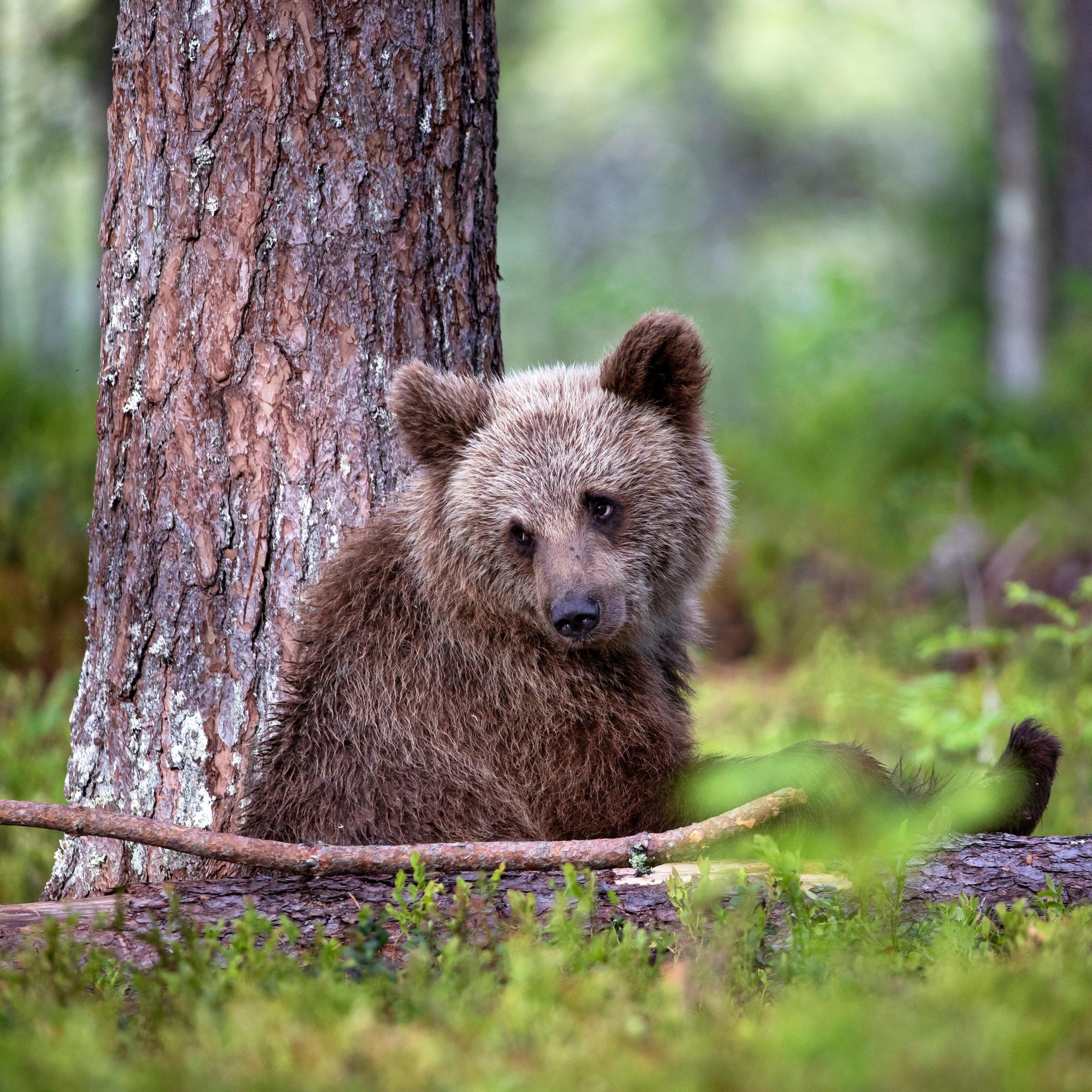 Mustikka on karhun tärkeintä ravintoa – Tällä yllättävällä tavalla karhukin on tärkeä mustikalle