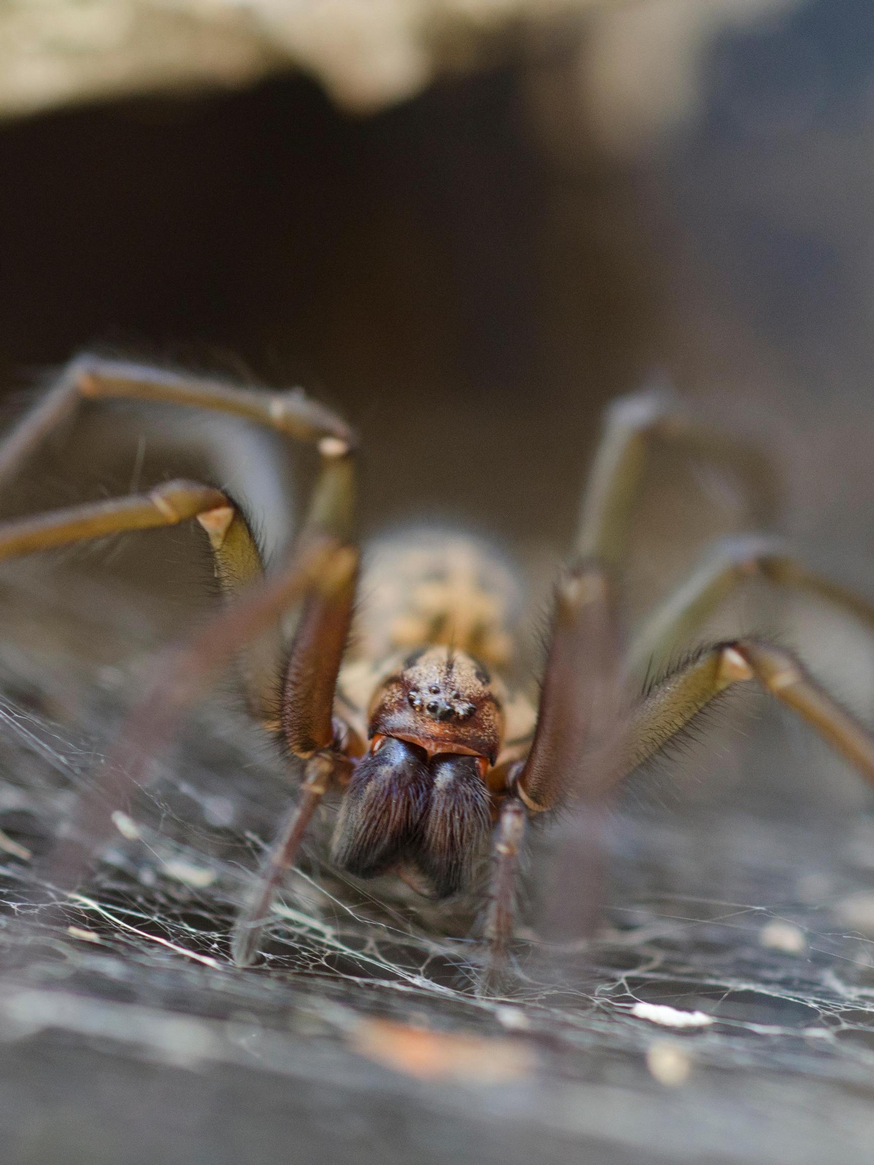 Tämä kutsumaton vieras asuu ehkä sinunkin nurkissasi – Harmiton huonehämähäkki saalistaa asunnon ötököitä