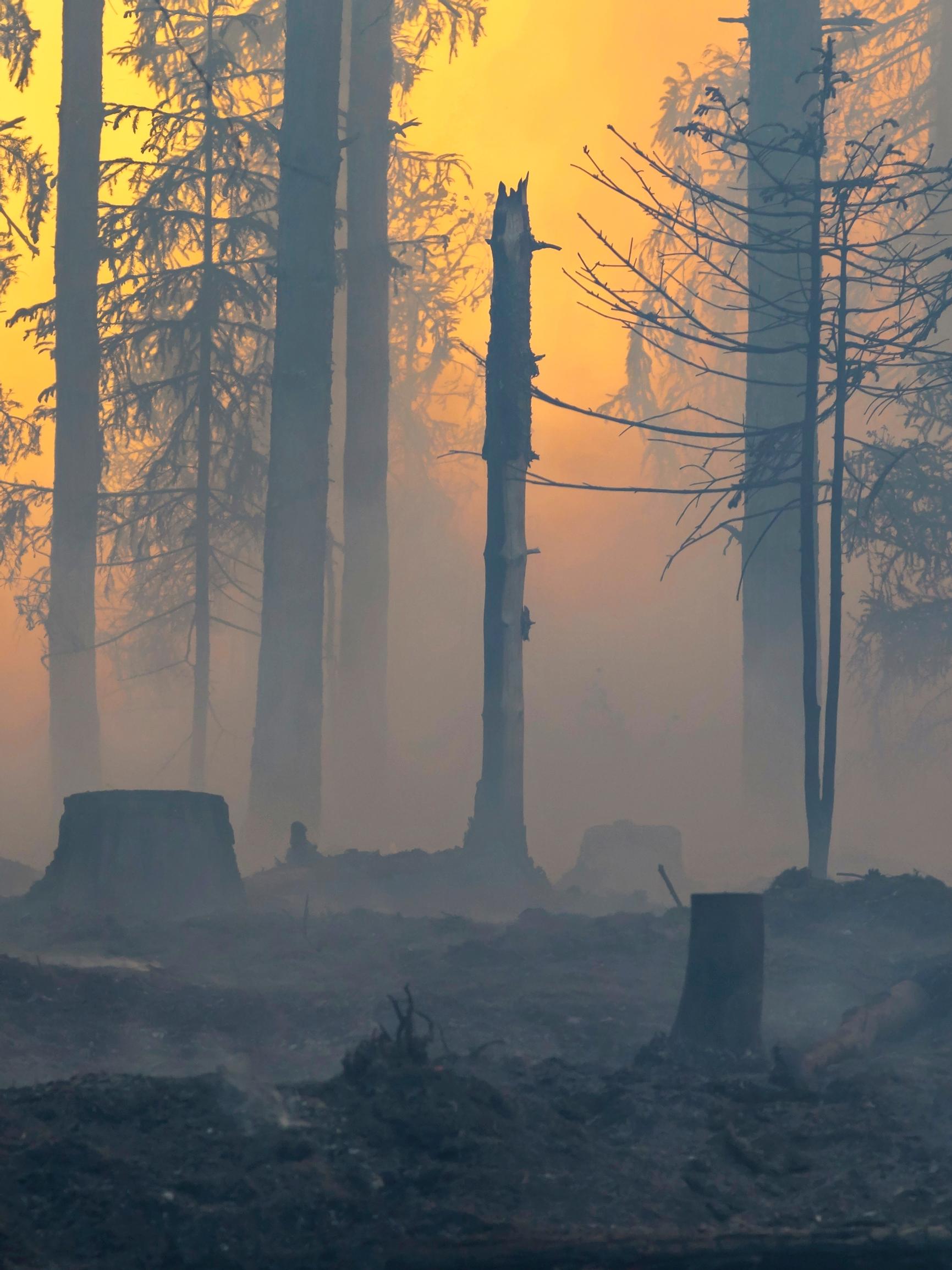 Tuli tuhoaa ja uudistaa – Metsäpalo tuo hyvän marjasadon ja tilaa uusille lajeille