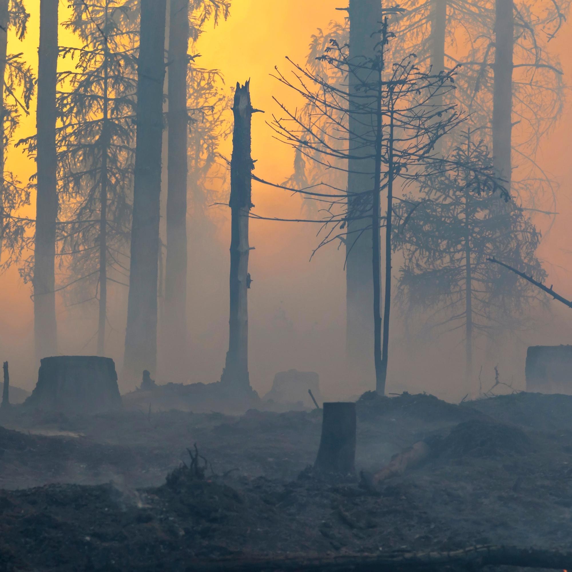 Tuli tuhoaa ja uudistaa – Metsäpalo tuo hyvän marjasadon ja tilaa uusille lajeille