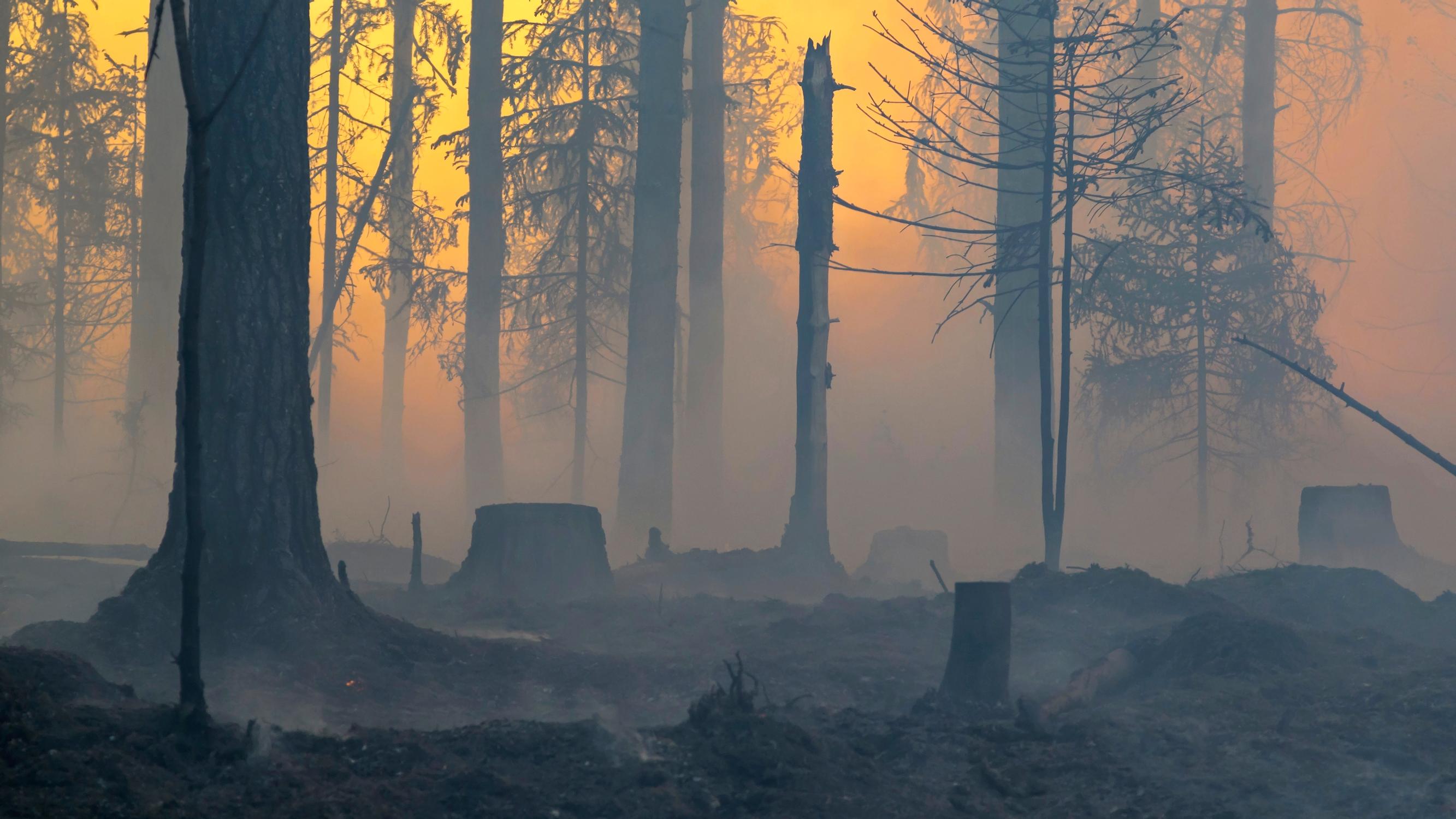 Tuli tuhoaa ja uudistaa – Metsäpalo tuo hyvän marjasadon ja tilaa uusille lajeille