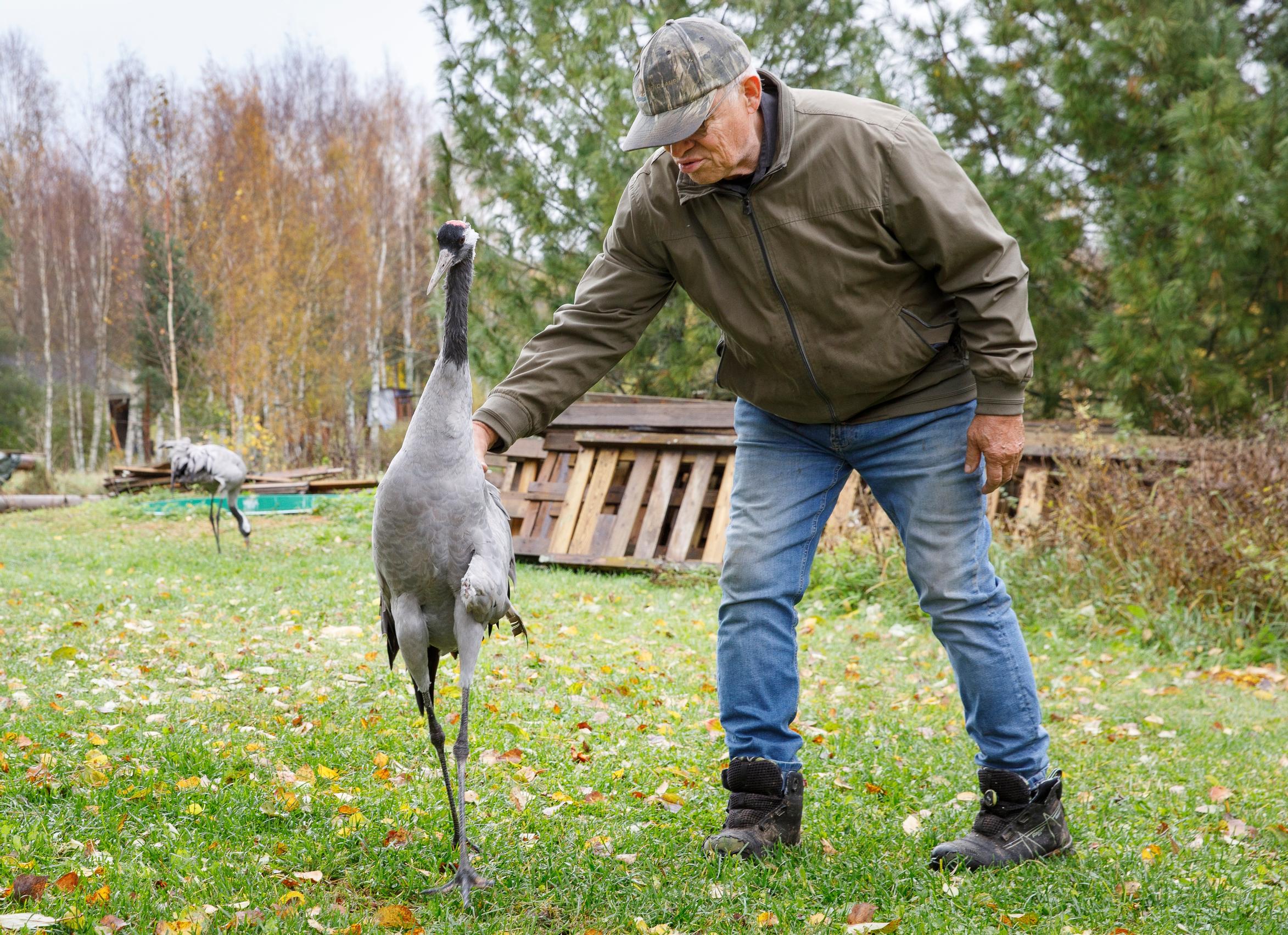 Jouko pelasti siipirikon kurjen – nyt kaverukset ovat tanssineet ja jutelleet yhdessä jo 31 vuotta
