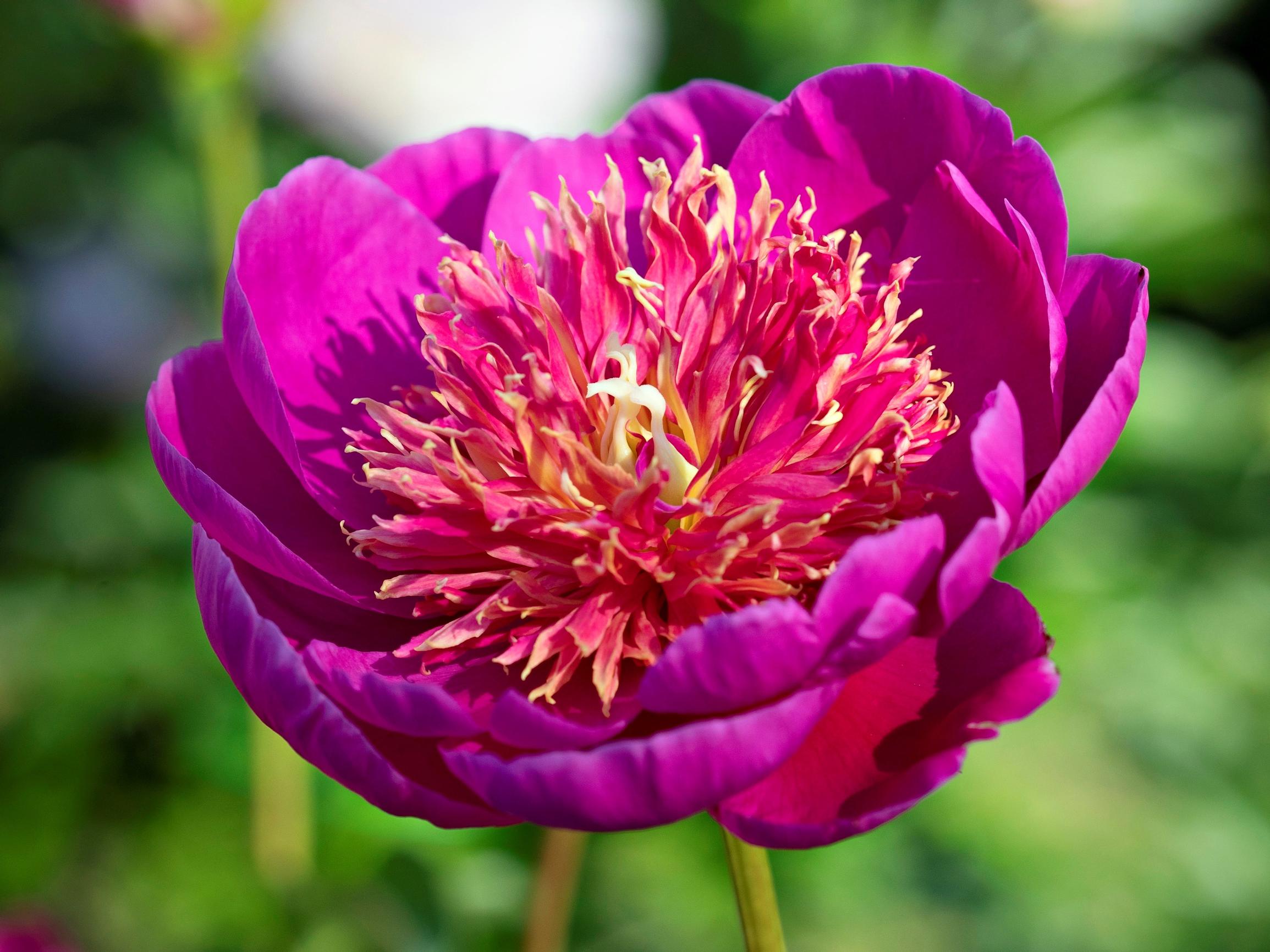 Pionit hurmaavat pihalla – Tunnetko nämä ihmeelliset lajikkeet: Karl, Festiva, Scarlet, Leslie