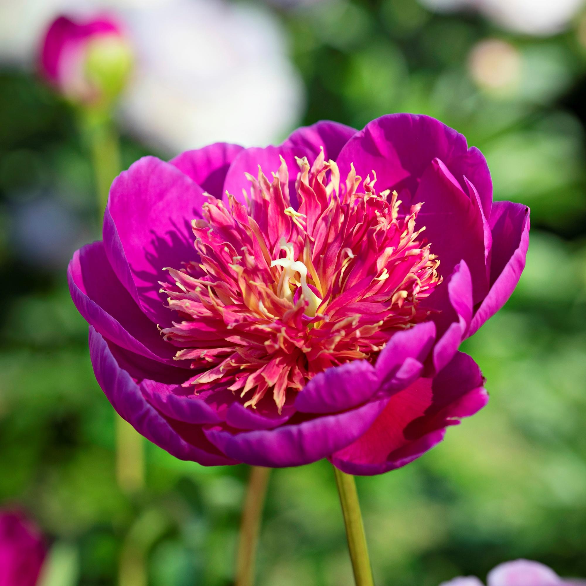 Pionit hurmaavat pihalla – Tunnetko nämä ihmeelliset lajikkeet: Karl, Festiva, Scarlet, Leslie