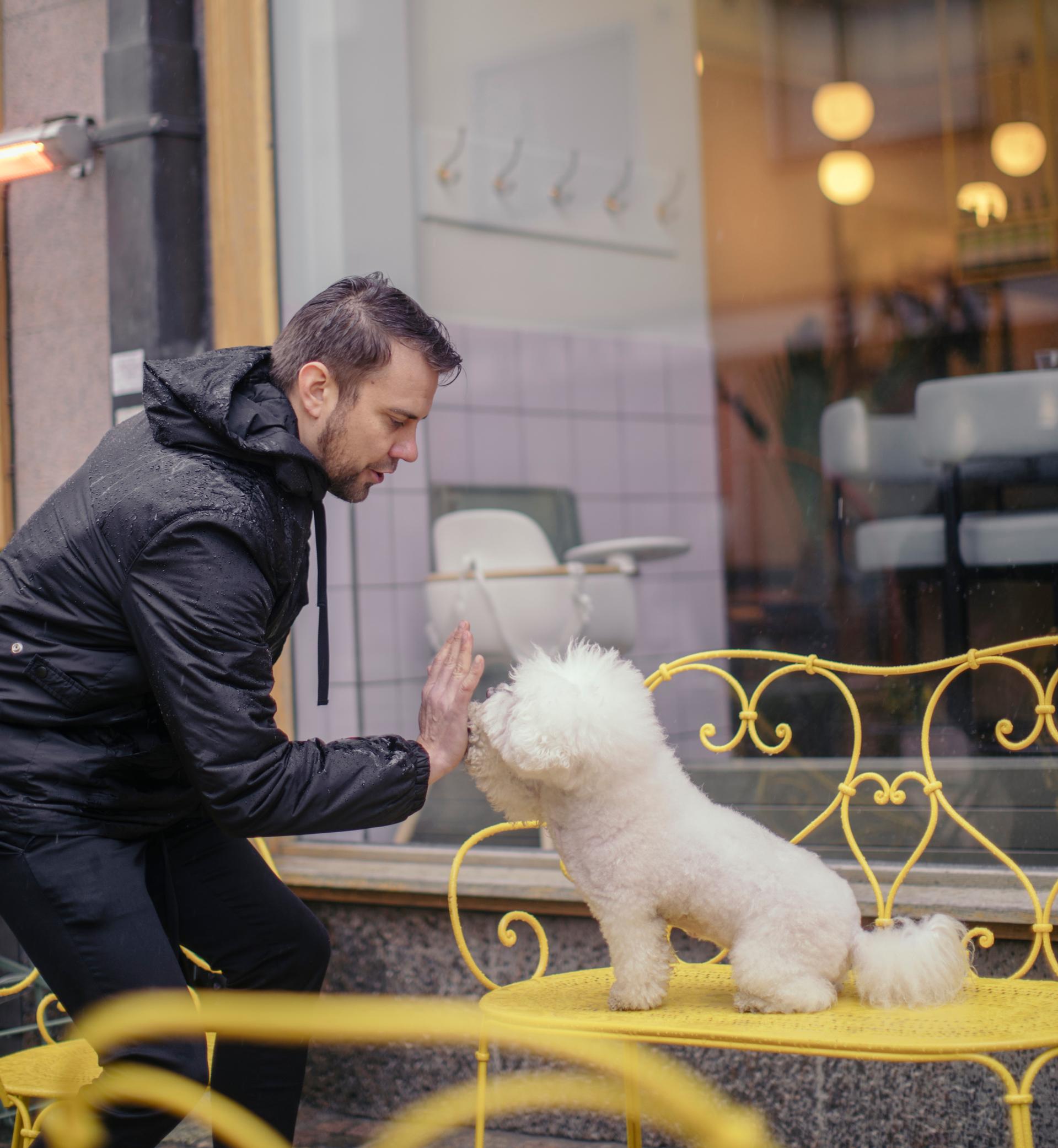 Antti Ketonen ja bichon frisé Elli lyövät yläfemmat.